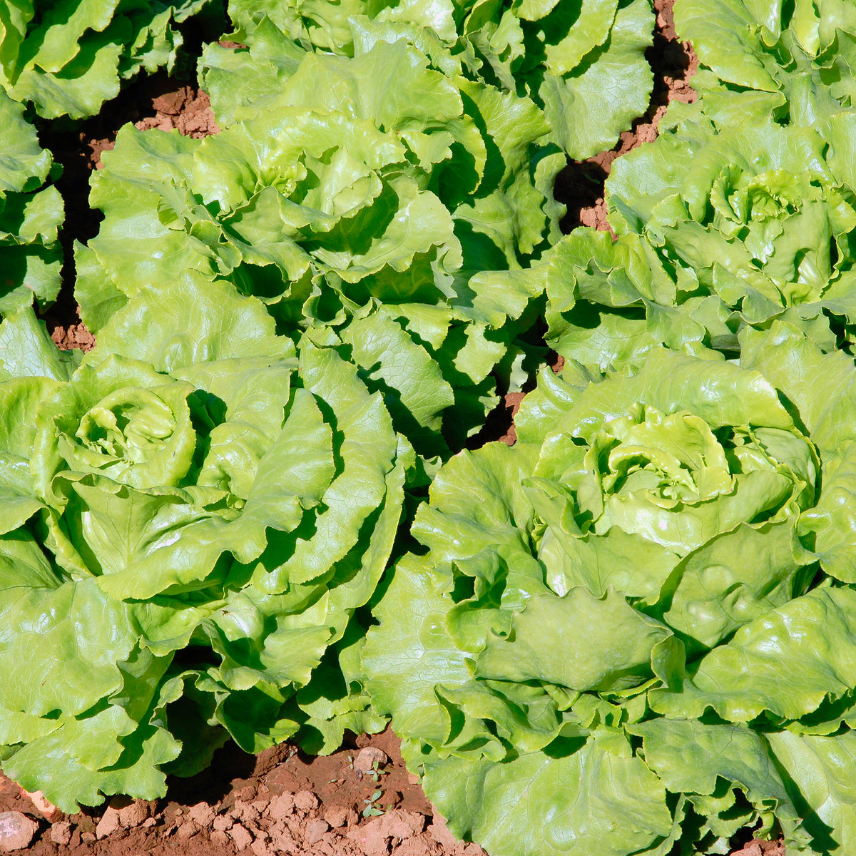 Laitue pommée Deliane - Lactuca sativa Deliane - Willemse