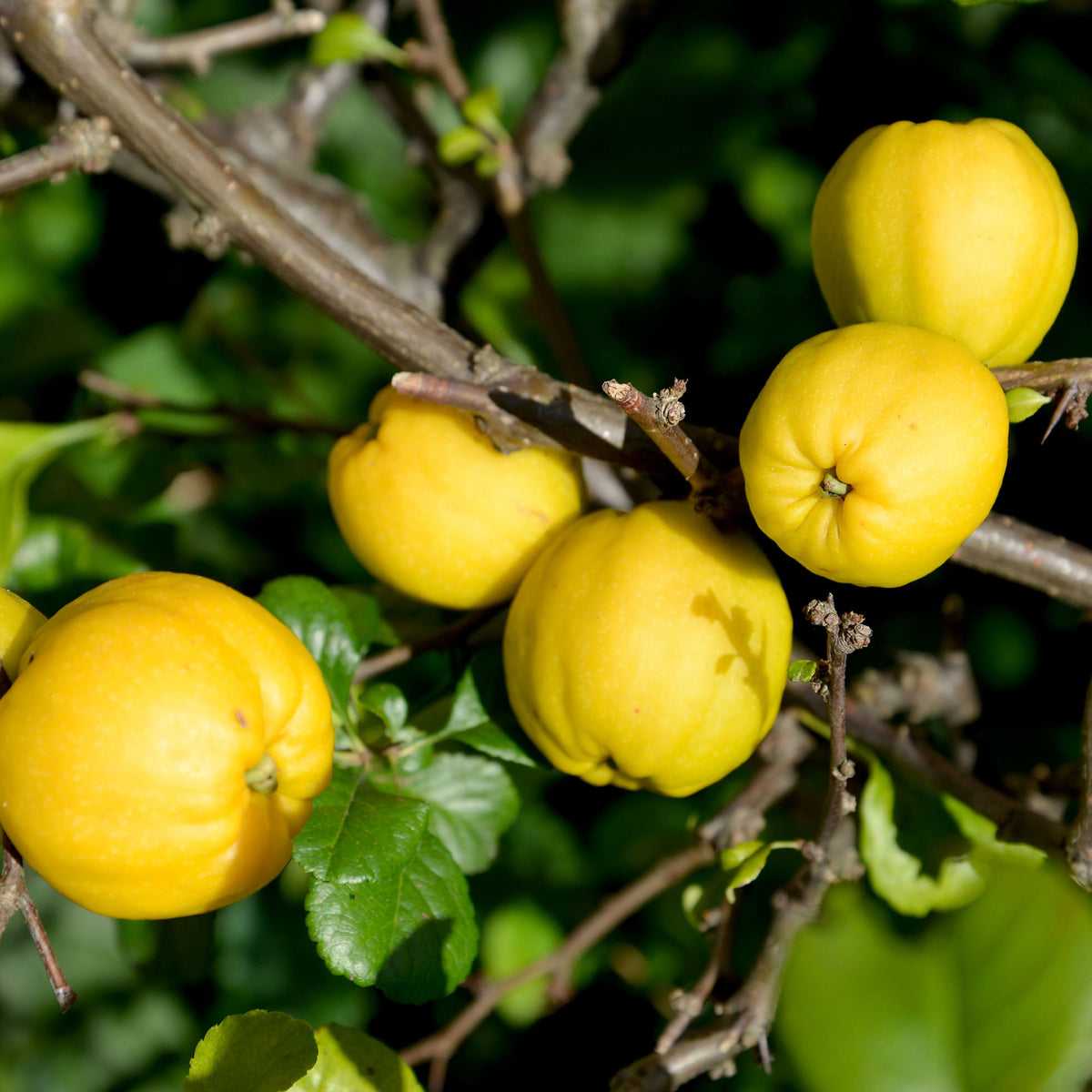 Cognassier du Japon Cido - Chaenomeles japonica Cido - Willemse