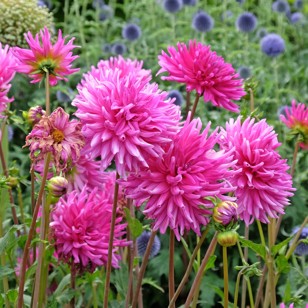 3 Dahlias cactus Purple Gem - Dahlia Purple Gem - Willemse