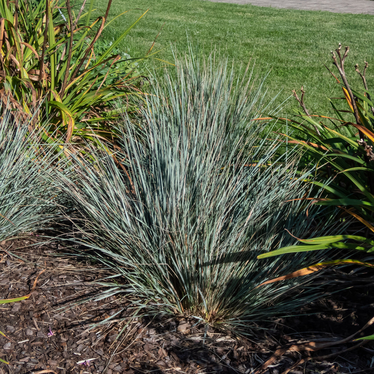 2 Avoines vivaces - Helictotrichon sempervirens - Willemse