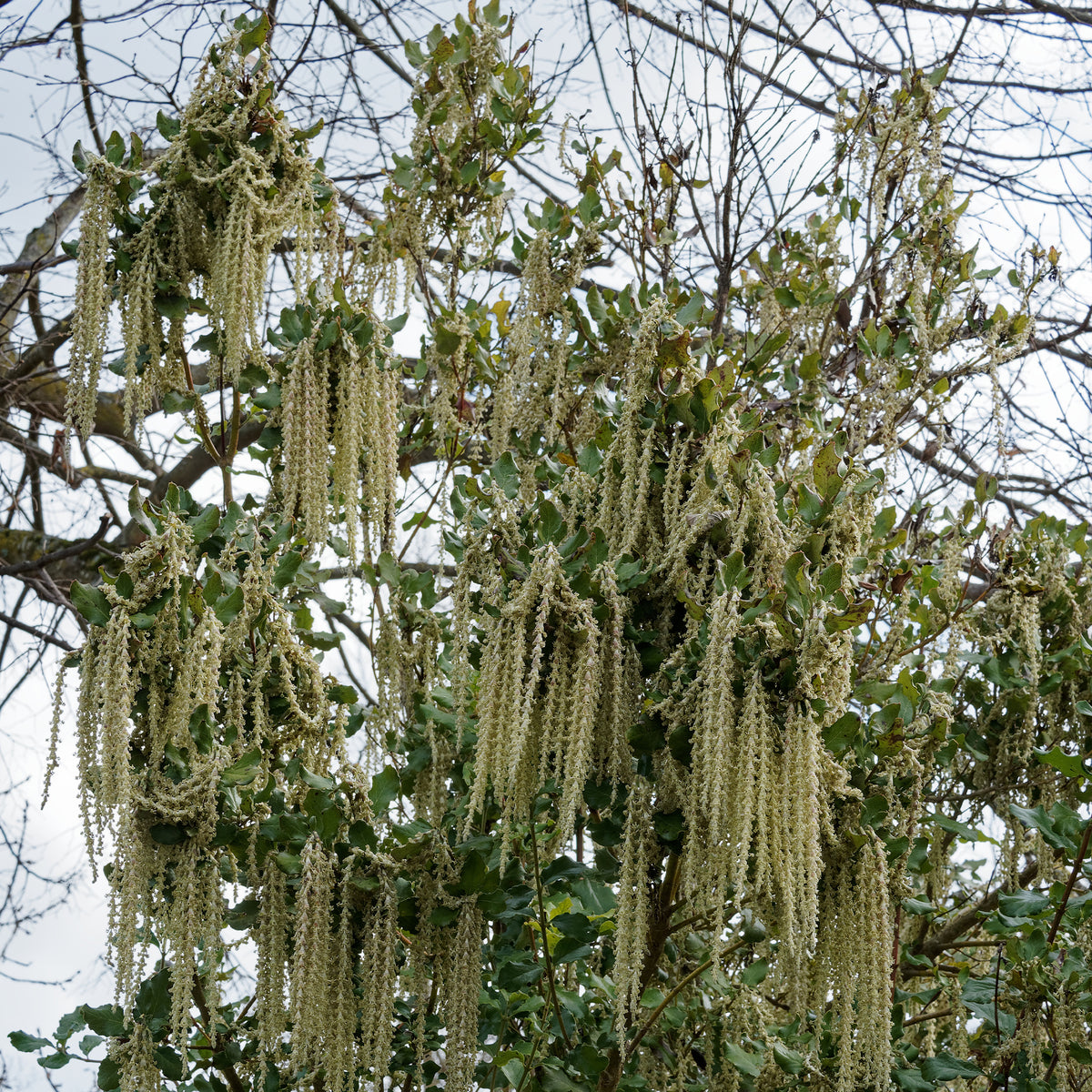 Garrya - Garrya elliptica - Willemse