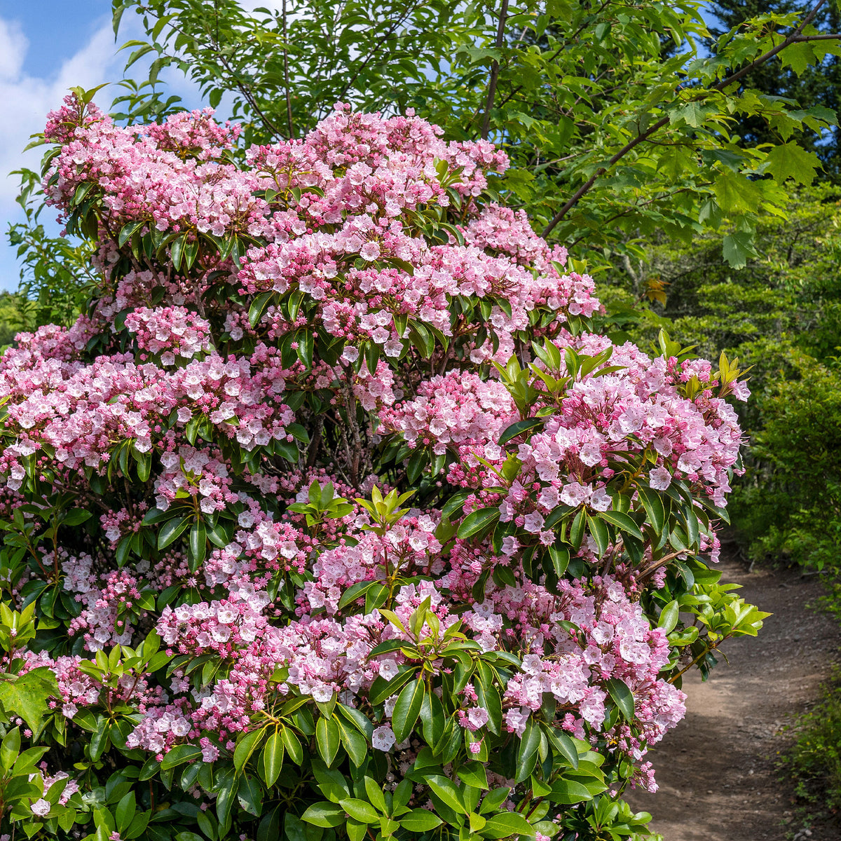 Laurier des montagnes - Kalmia latifolia - Willemse