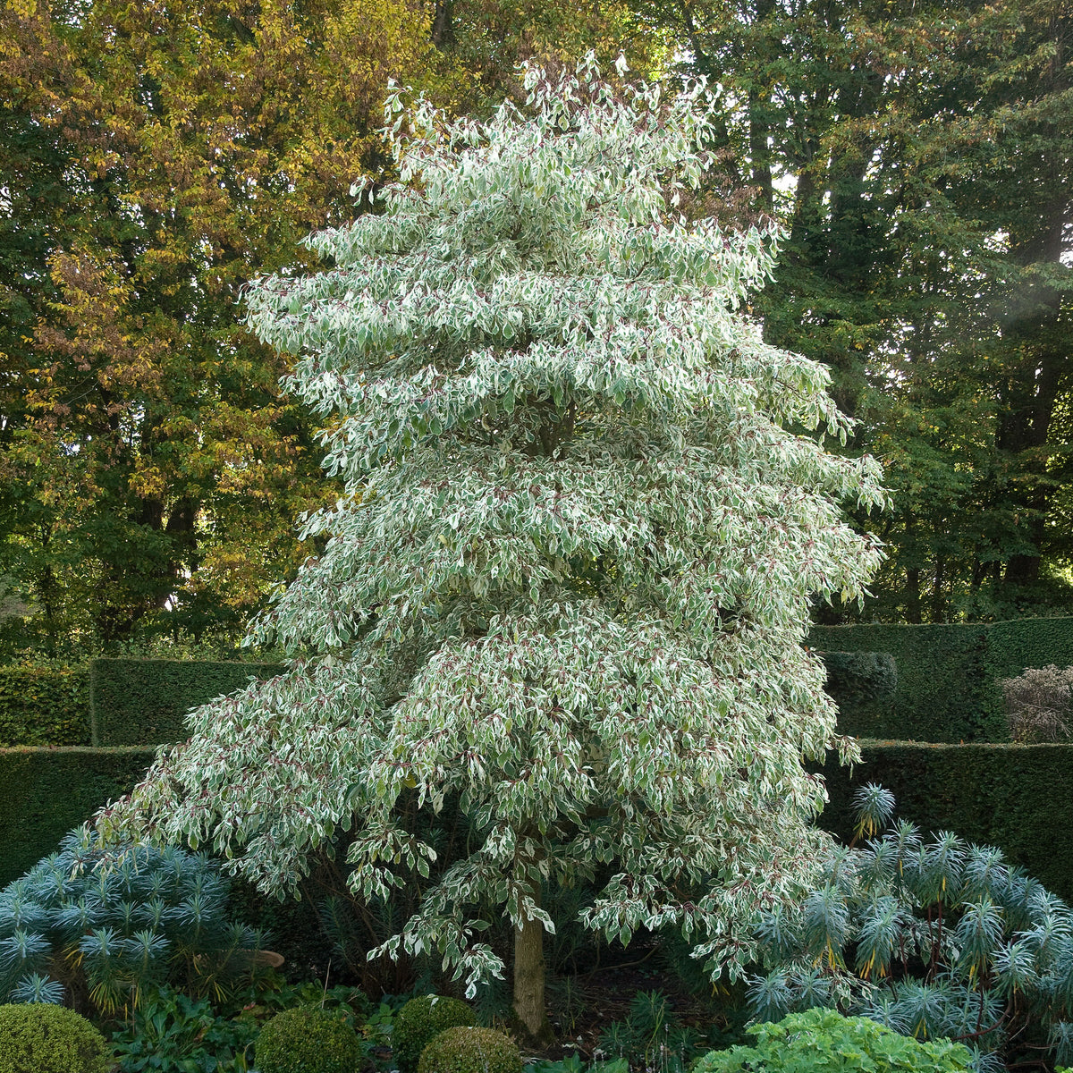 Cornouiller des pagodes panaché - Cornus controversa variegata - Willemse