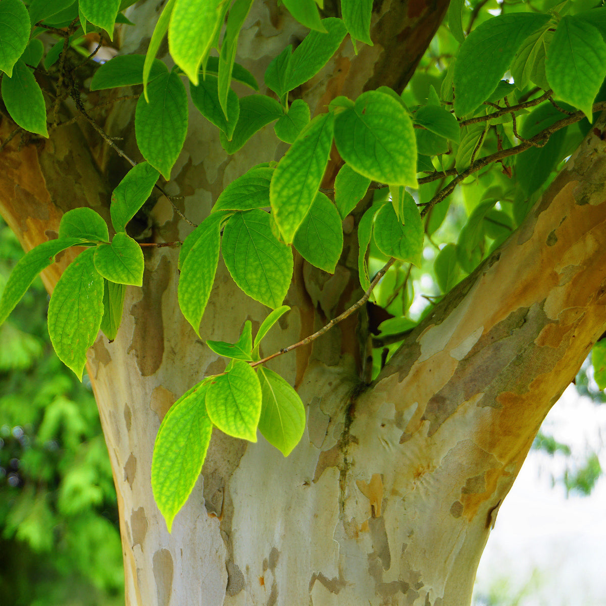 Stewartia - Stewartia pseudocamellia - Willemse