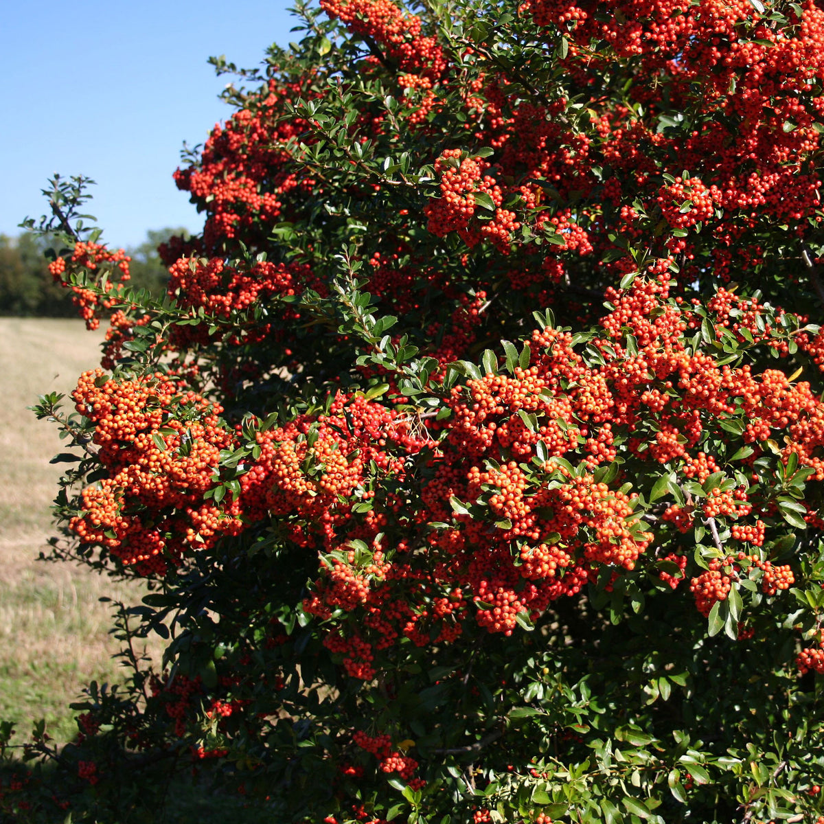 3 Pyracantha Saphyr rouge - Pyracantha coccinea Saphyr Rouge - Willemse