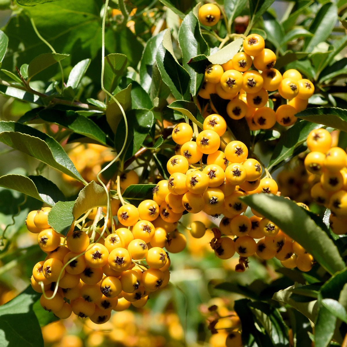 3 Pyracantha jaune - Pyracantha saphyr jaune - Willemse