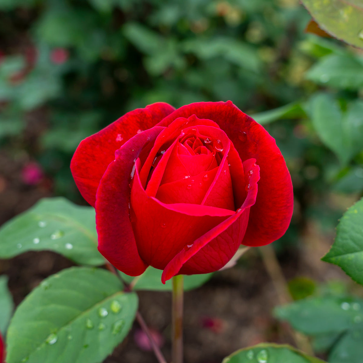 Rosier buisson Mr Lincoln - Rosa mr lincoln - Willemse