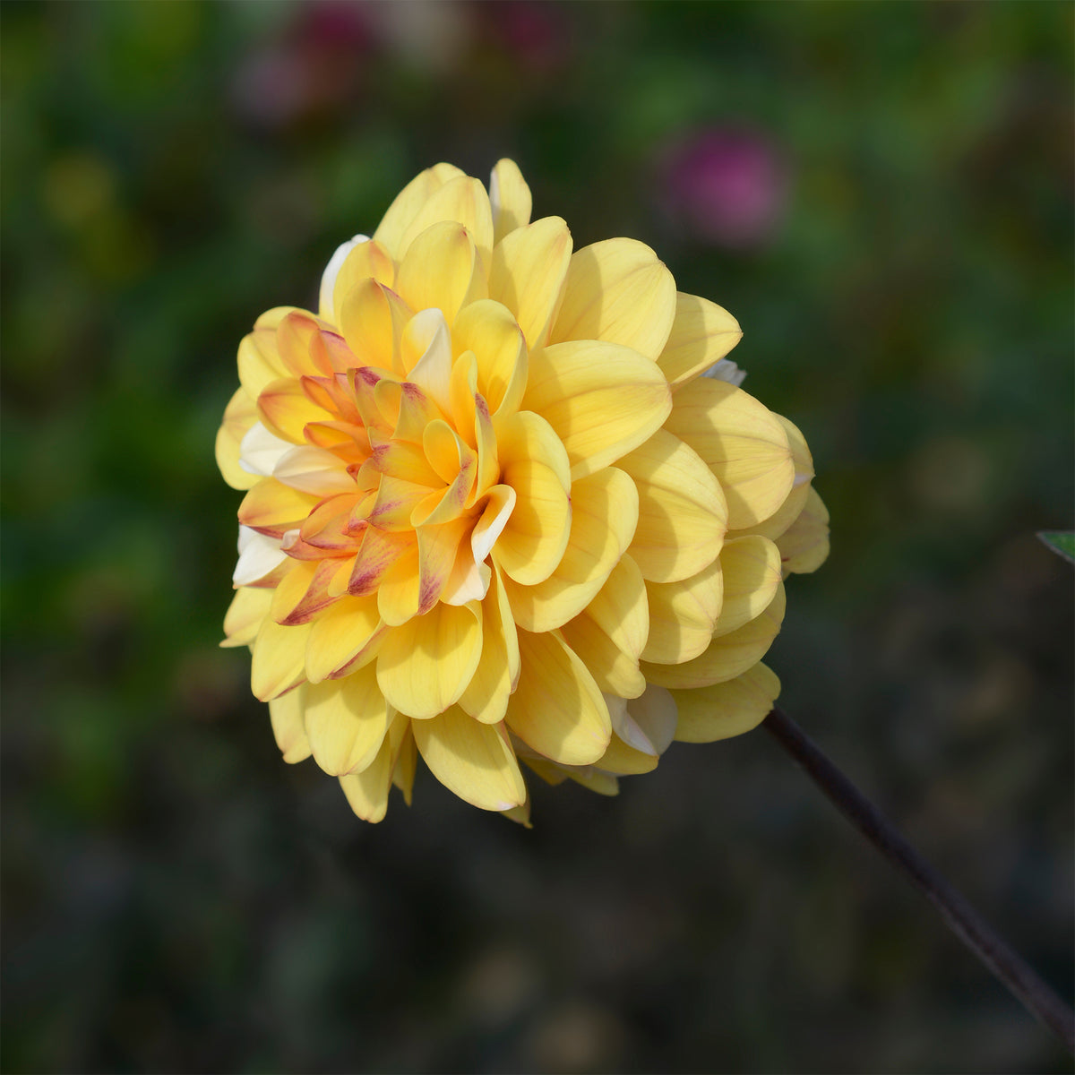 3 Dahlias pompon Double Jill - Dahlia double jill - Willemse