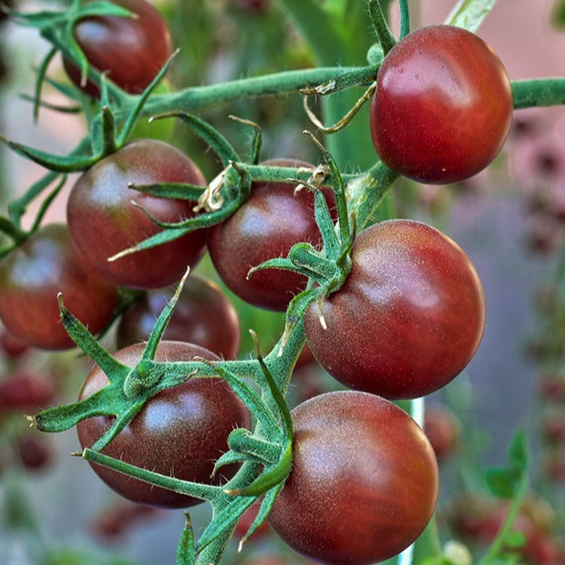 Collection de Tomates cerises - Collection tomates cerises - Willemse