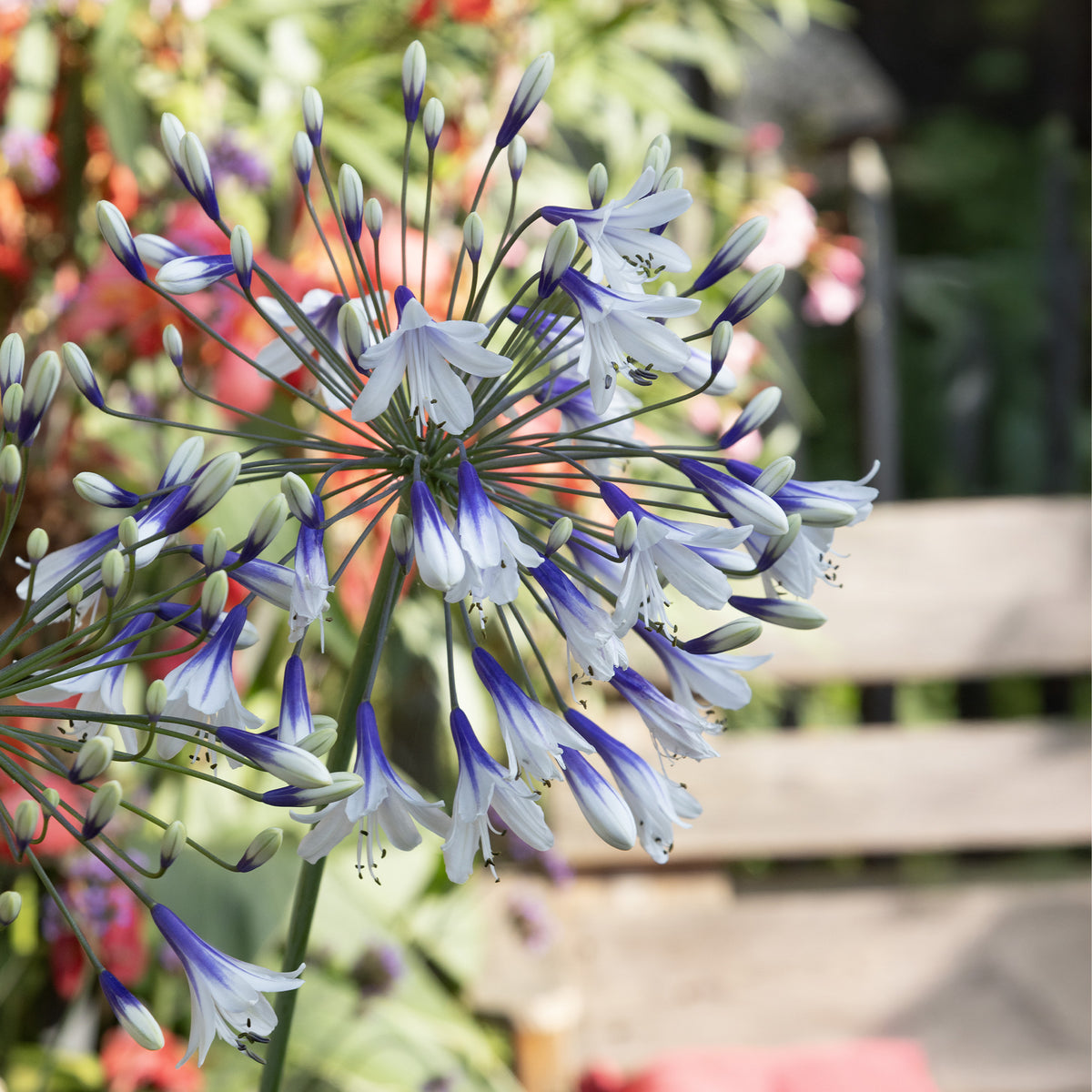 Agapanthe Twister - Agapanthus Twister - Willemse