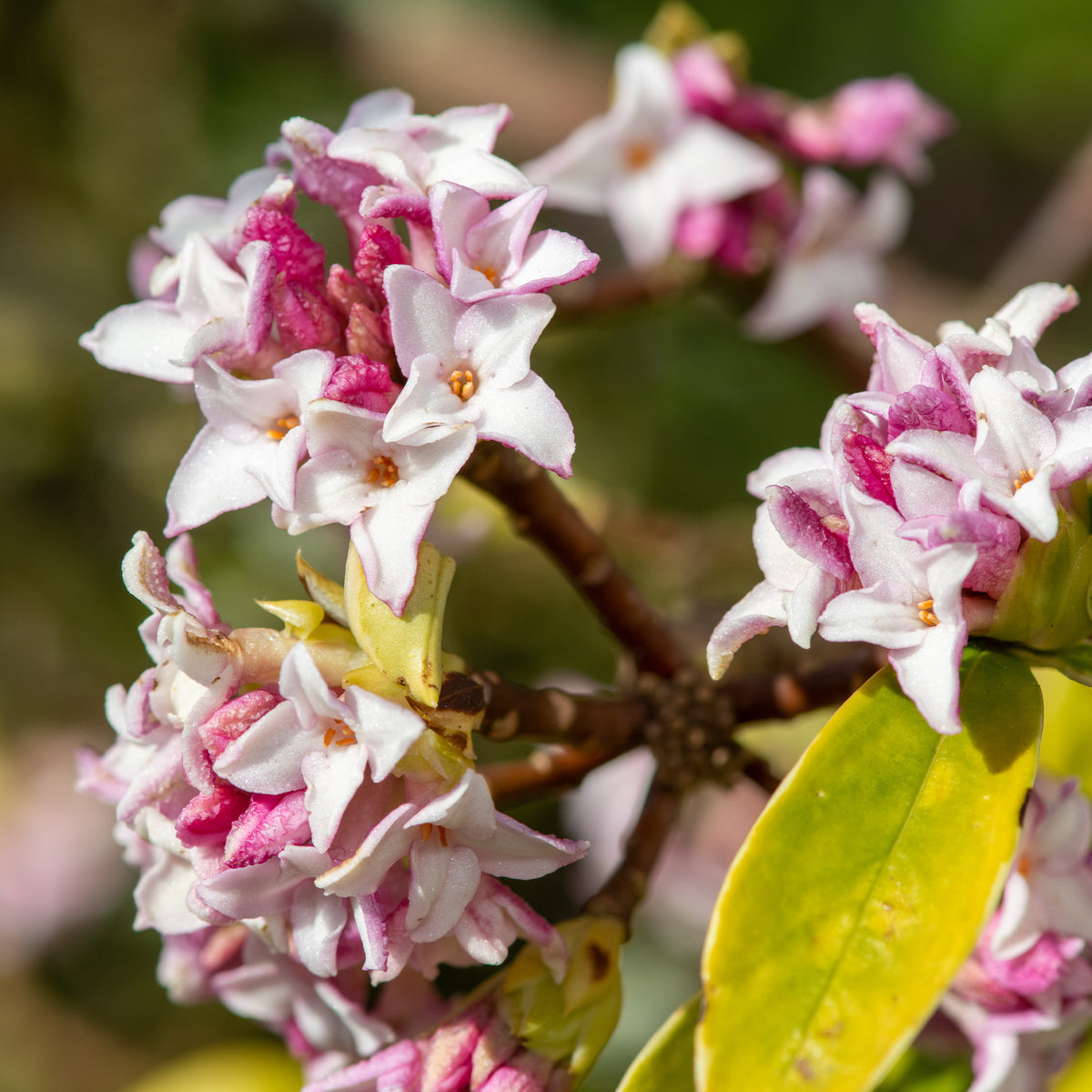 Daphne Perfum Princess - Daphne x odora x bholua perfume princess ® - Willemse