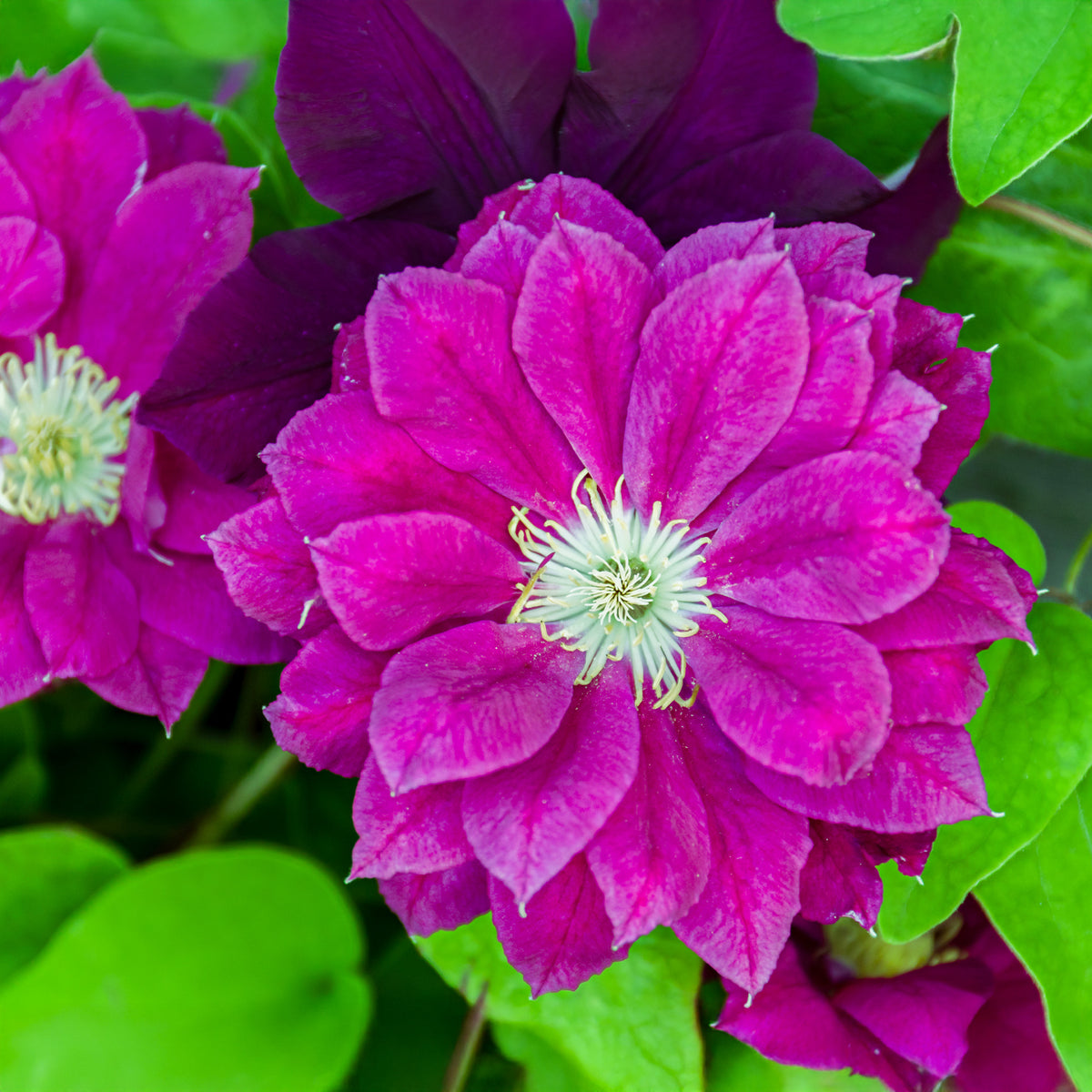 Clématite Red Star - Clematis red star - Willemse