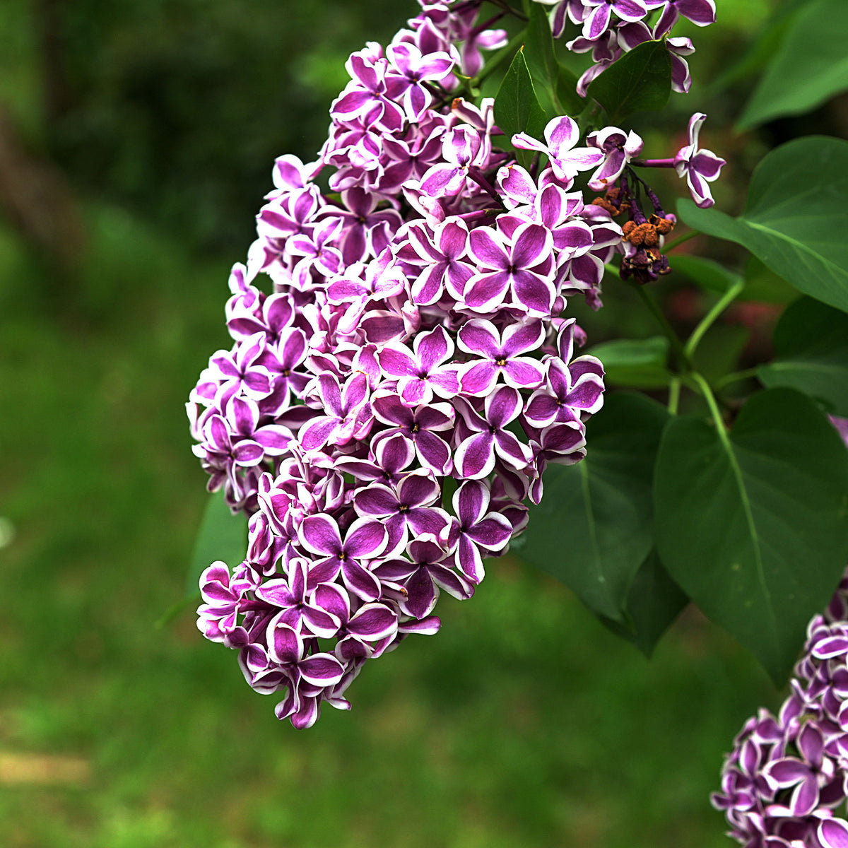 Lilas Sensation - Syringa vulgaris sensation - Willemse