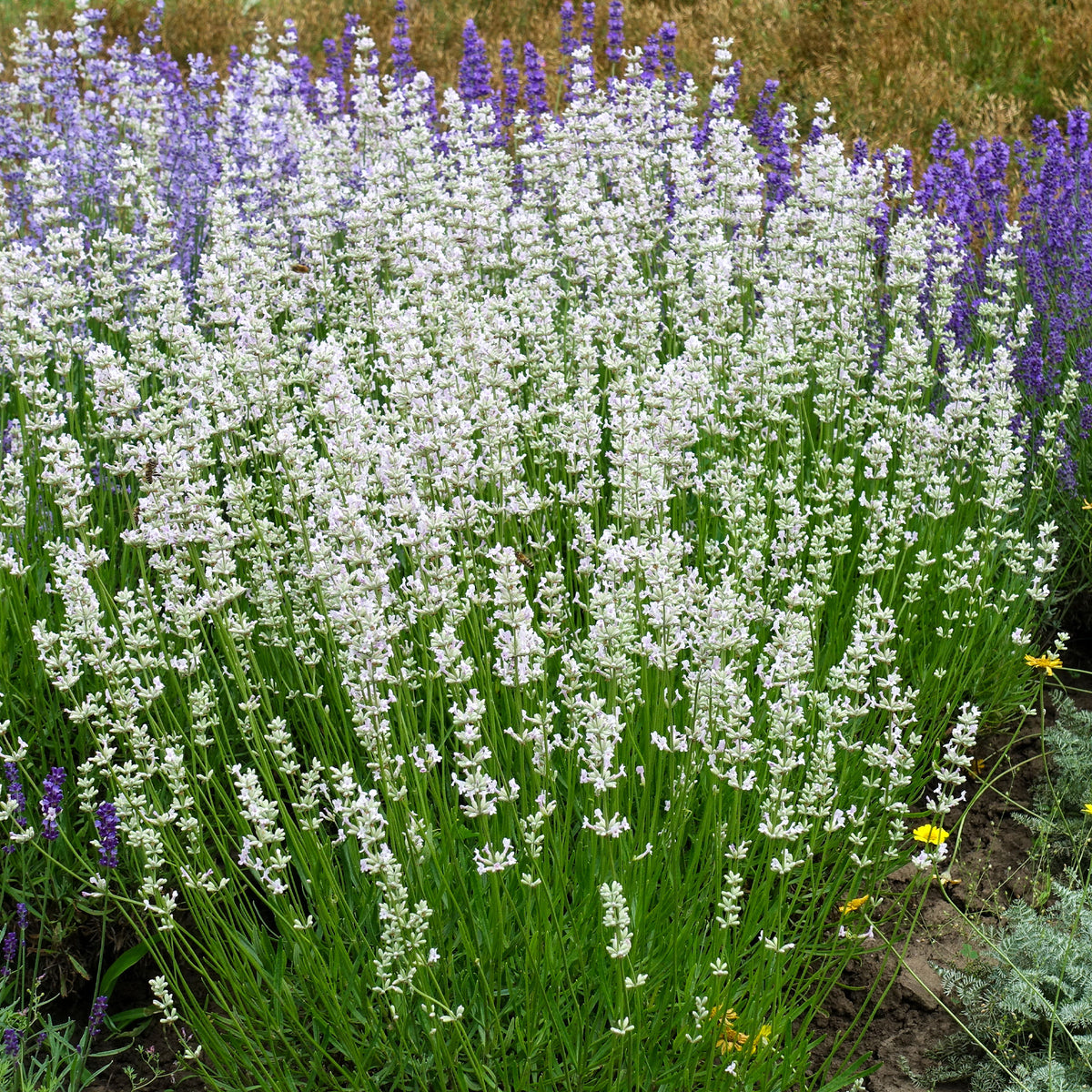 2 Lavandes blanches - Lavandula angustifolia alba - Willemse