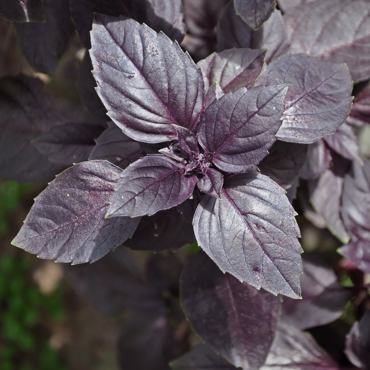 Plant de Basilic pourpre - Ocimum basilicum purpurascens - Willemse