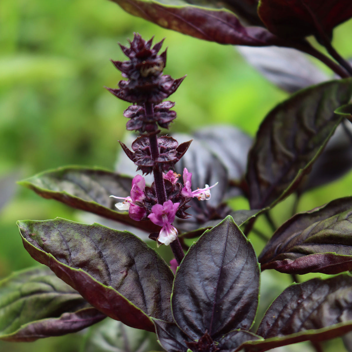Plant de Basilic pourpre - Ocimum basilicum purpurascens - Willemse