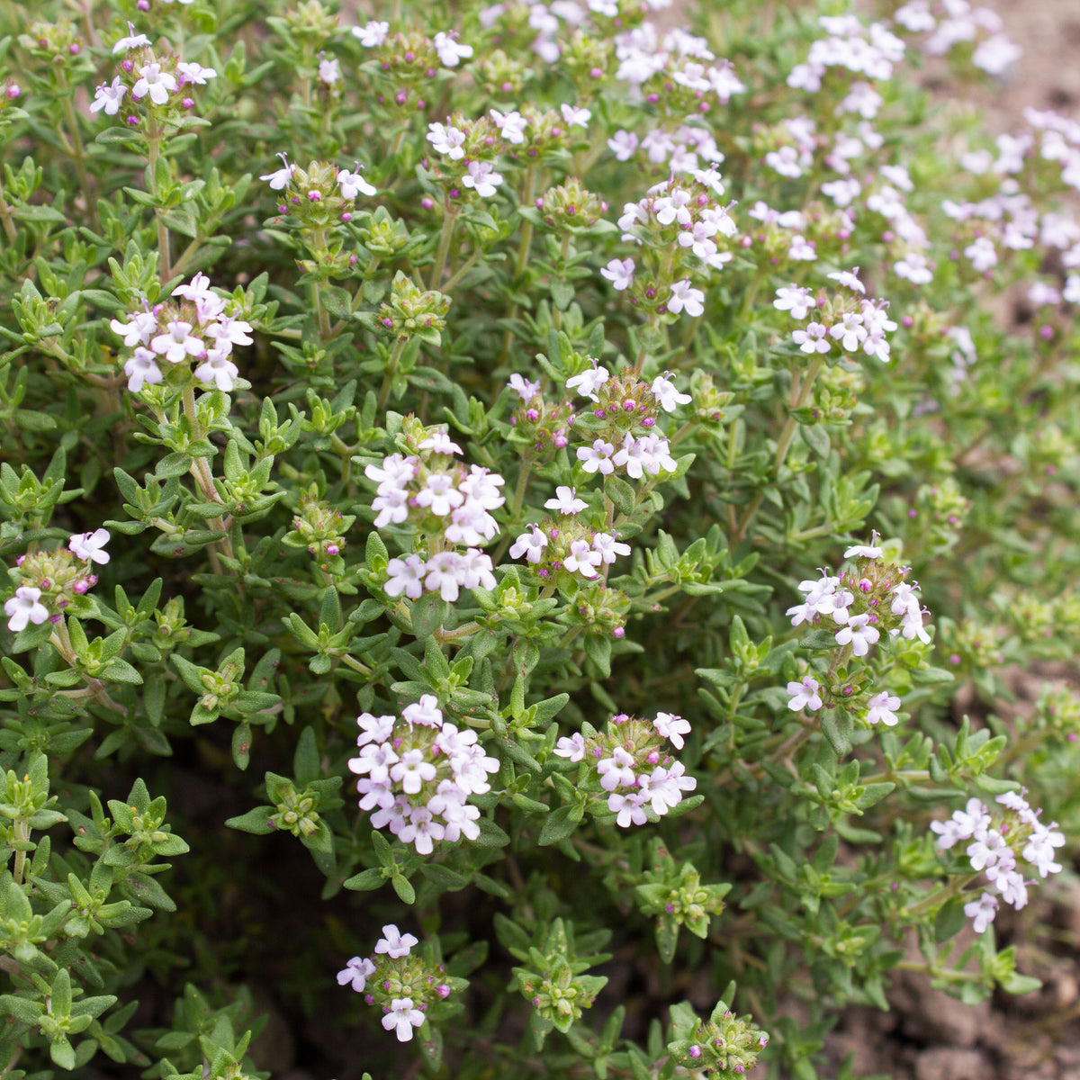 Plant de Thym commun - Thymus vulgaris - Willemse