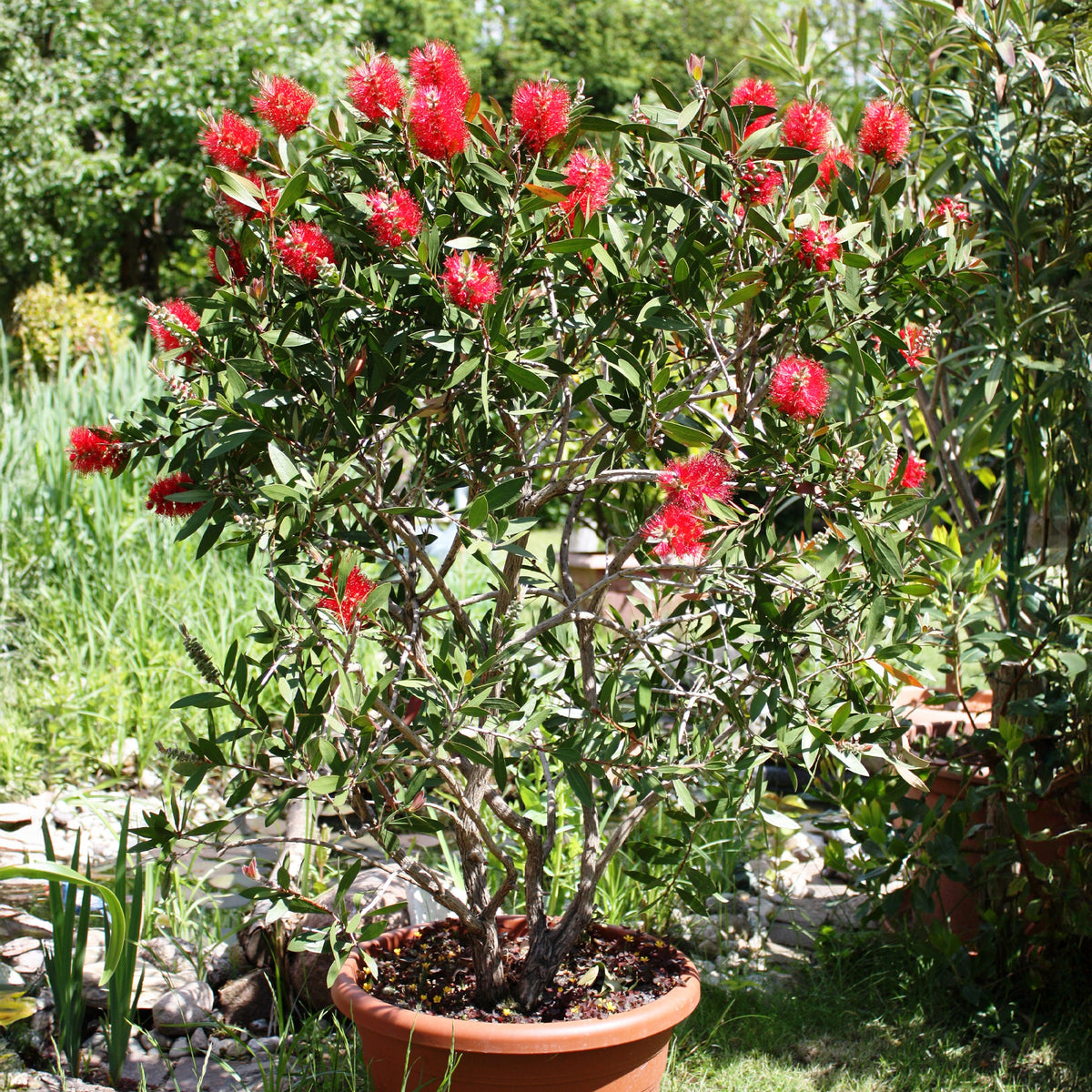 Rince-bouteille - Callistemon laevis - Willemse