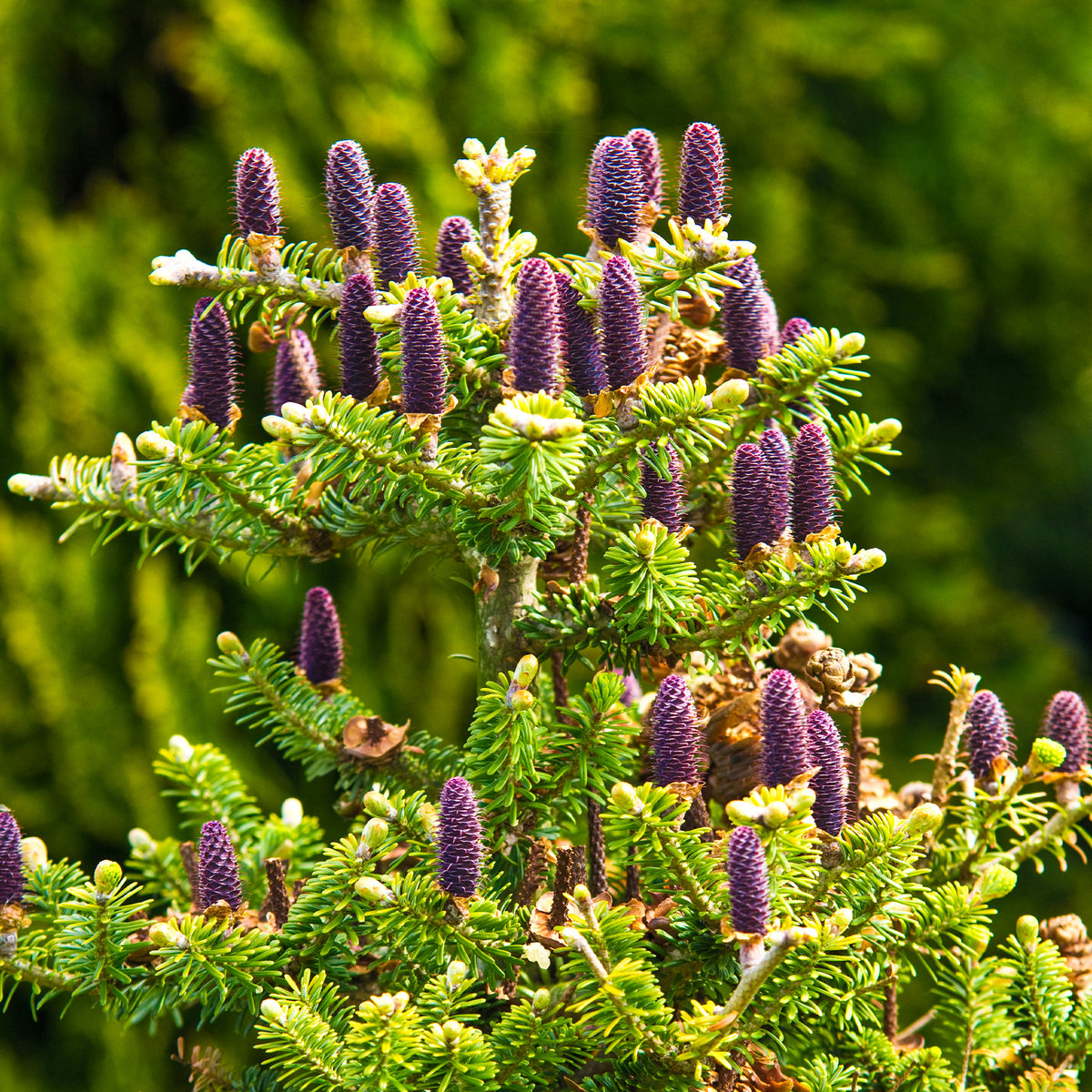 Sapin de Corée - Abies koreana - Willemse