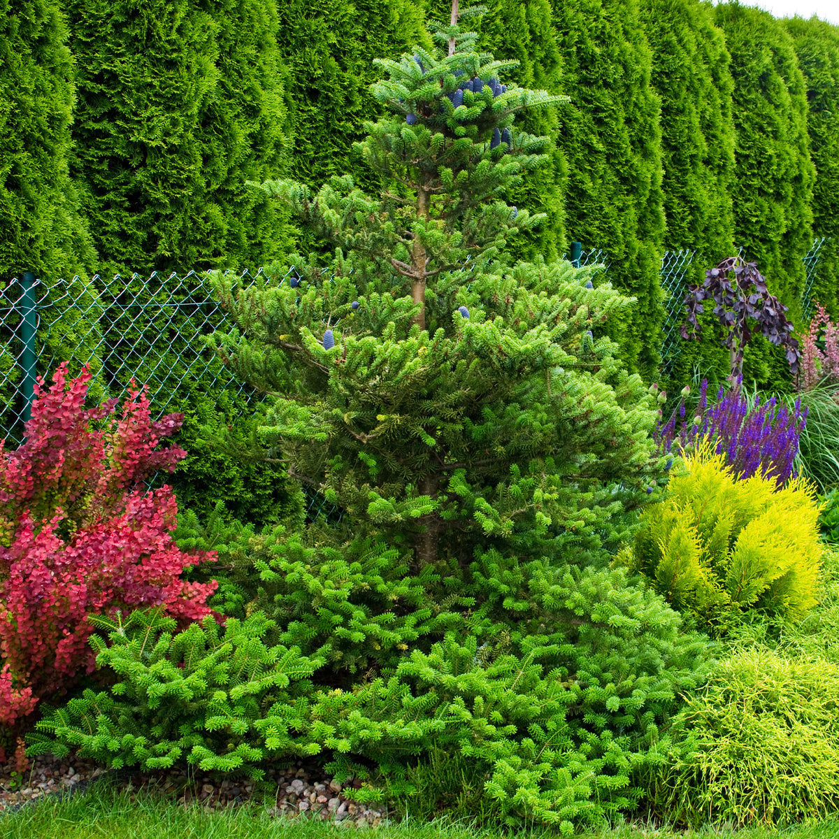 Sapin de Corée - Abies koreana - Willemse