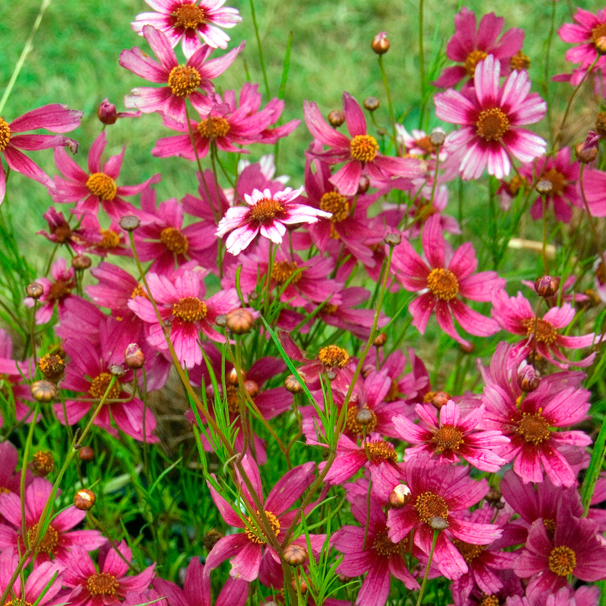 Coreopsis rose Heaven's gate - Coreopsis rosea heaven's gate - Willemse