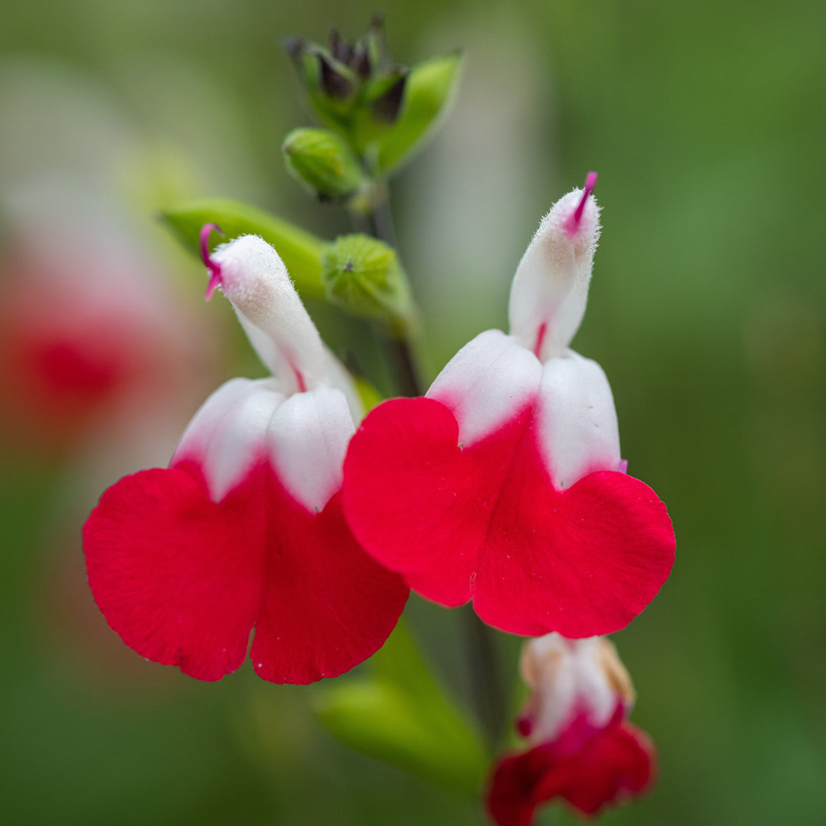 2 Sauge Hotlips - Salvia microphylla hotlips (grahamii) - Plantes vivaces