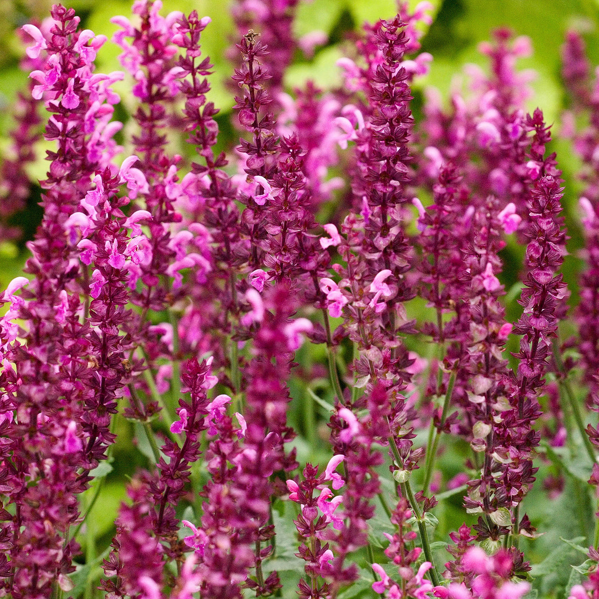 3 Sauges des bois Friesland Pink - Salvia nemorosa friesland pink - Willemse