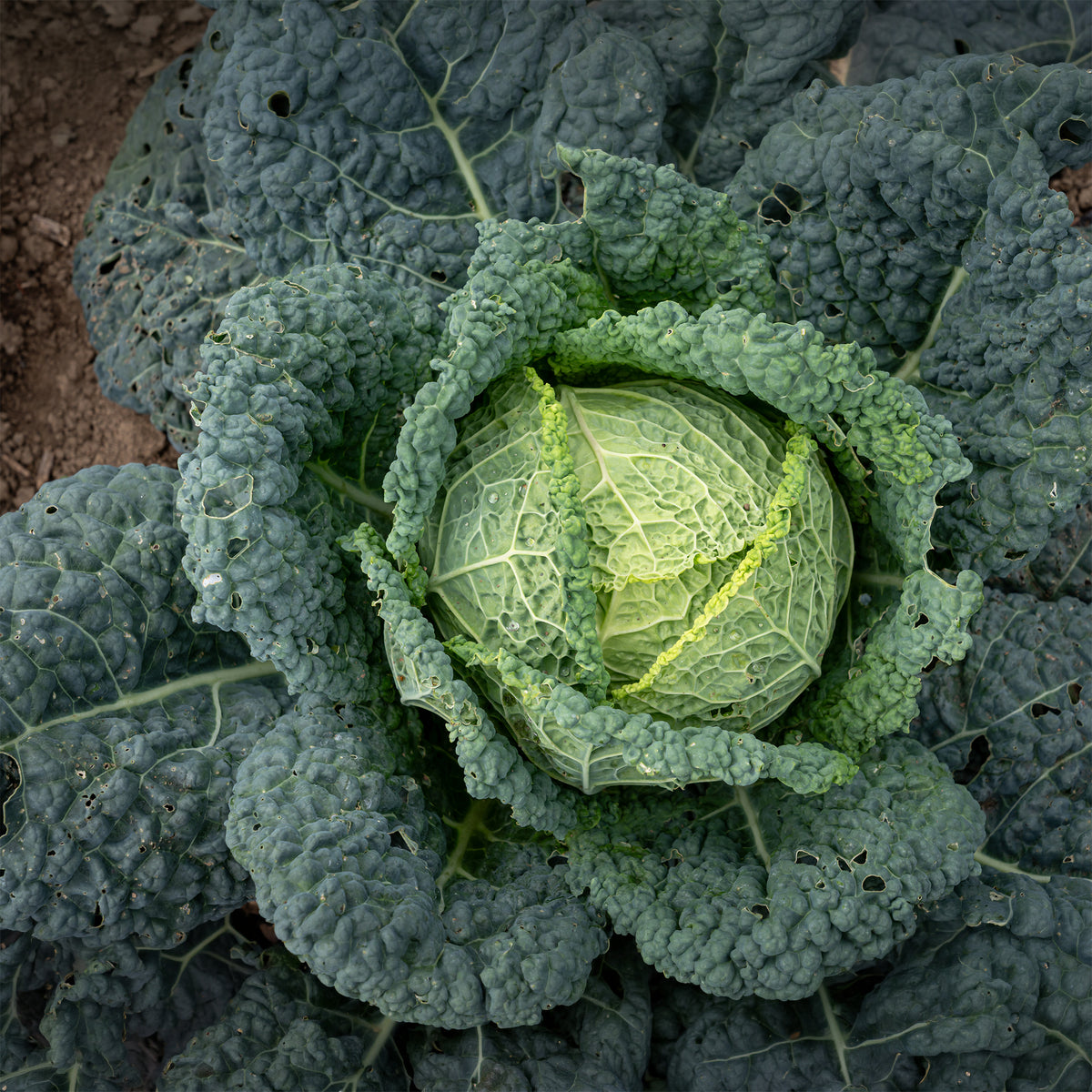 Chou de Milan Capriccio F1 - Brassica oleracea sabauda capriccio f1 - Willemse