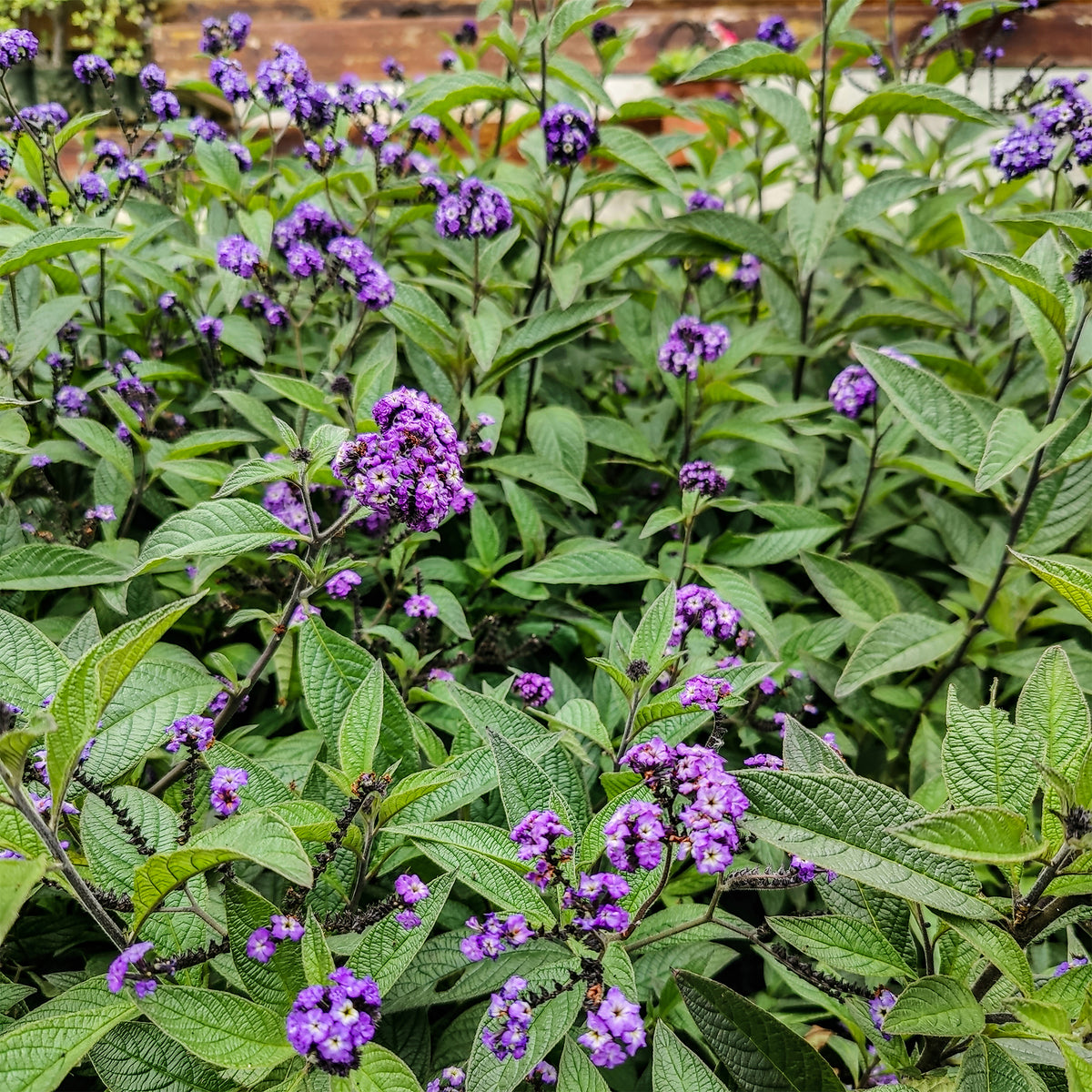 3 Héliotropes du Pérou - Heliotropium peruvianum - Willemse