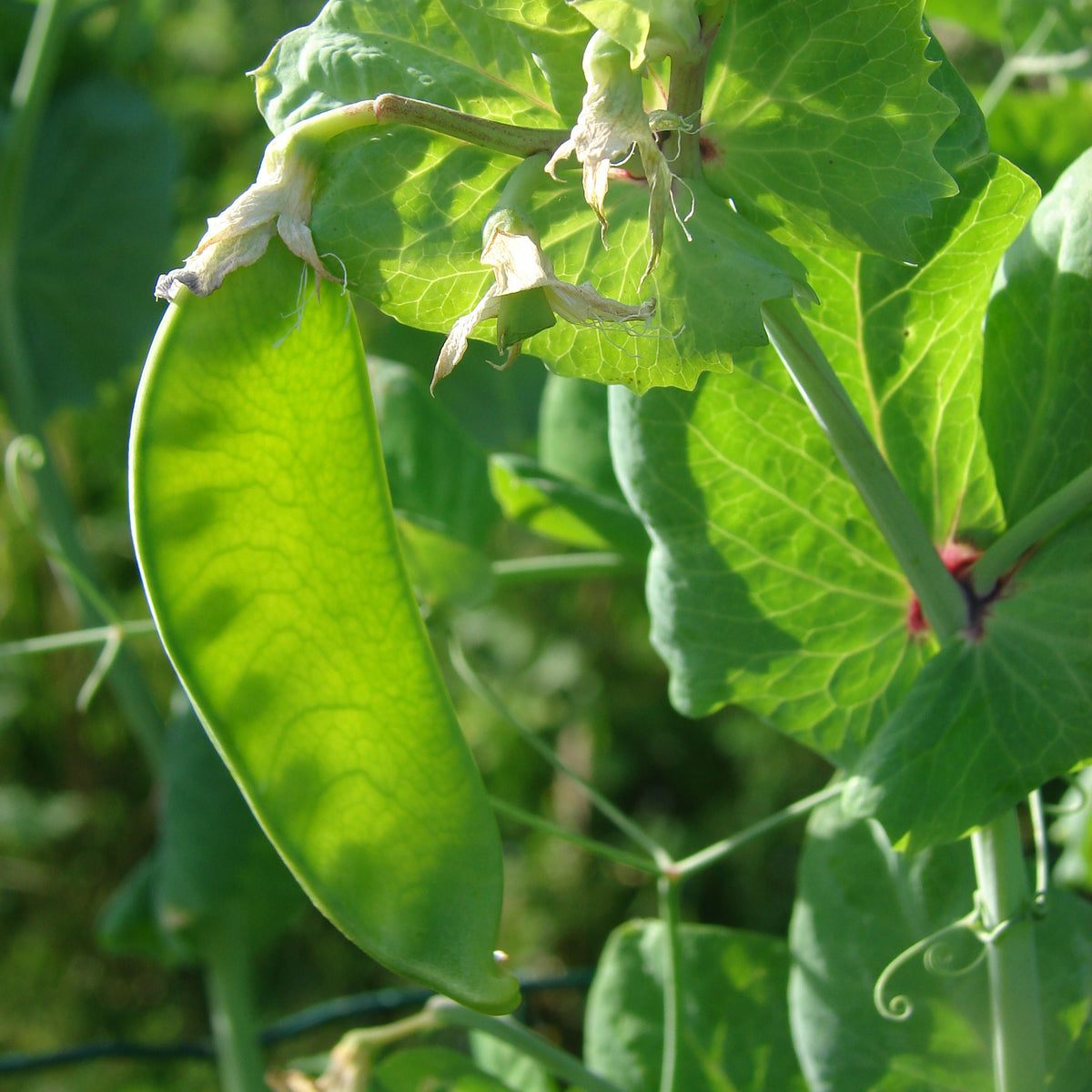Pois mangetout Héraut - Pisum sativum héraut - Willemse