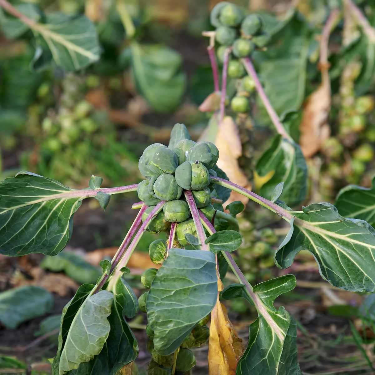 Chou de Bruxelles Roodnerf - Brassica oleracea roodnerf - Willemse
