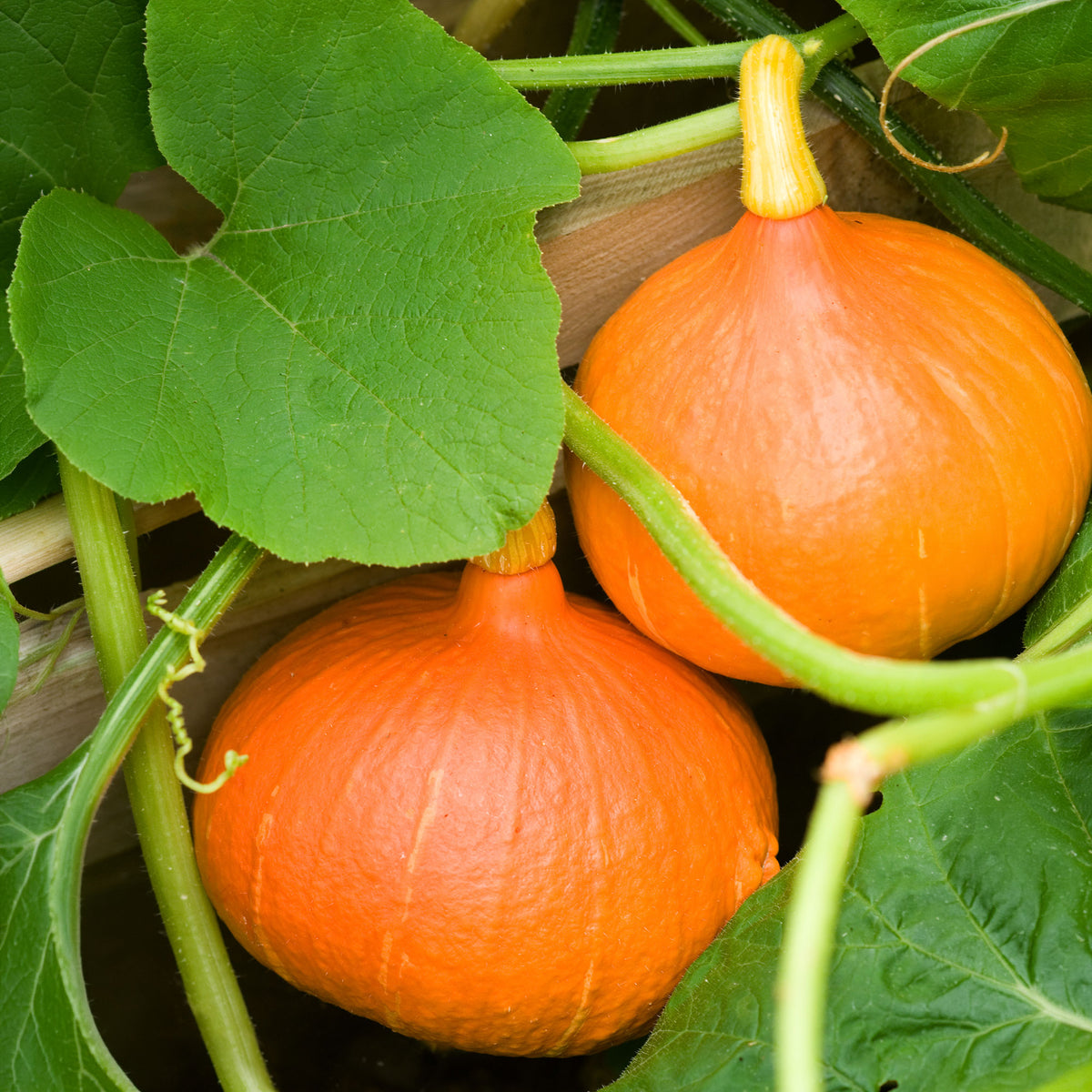 Potiron Uchiki Kuri Bio - Cucurbita maxima uchiki kuri - Willemse