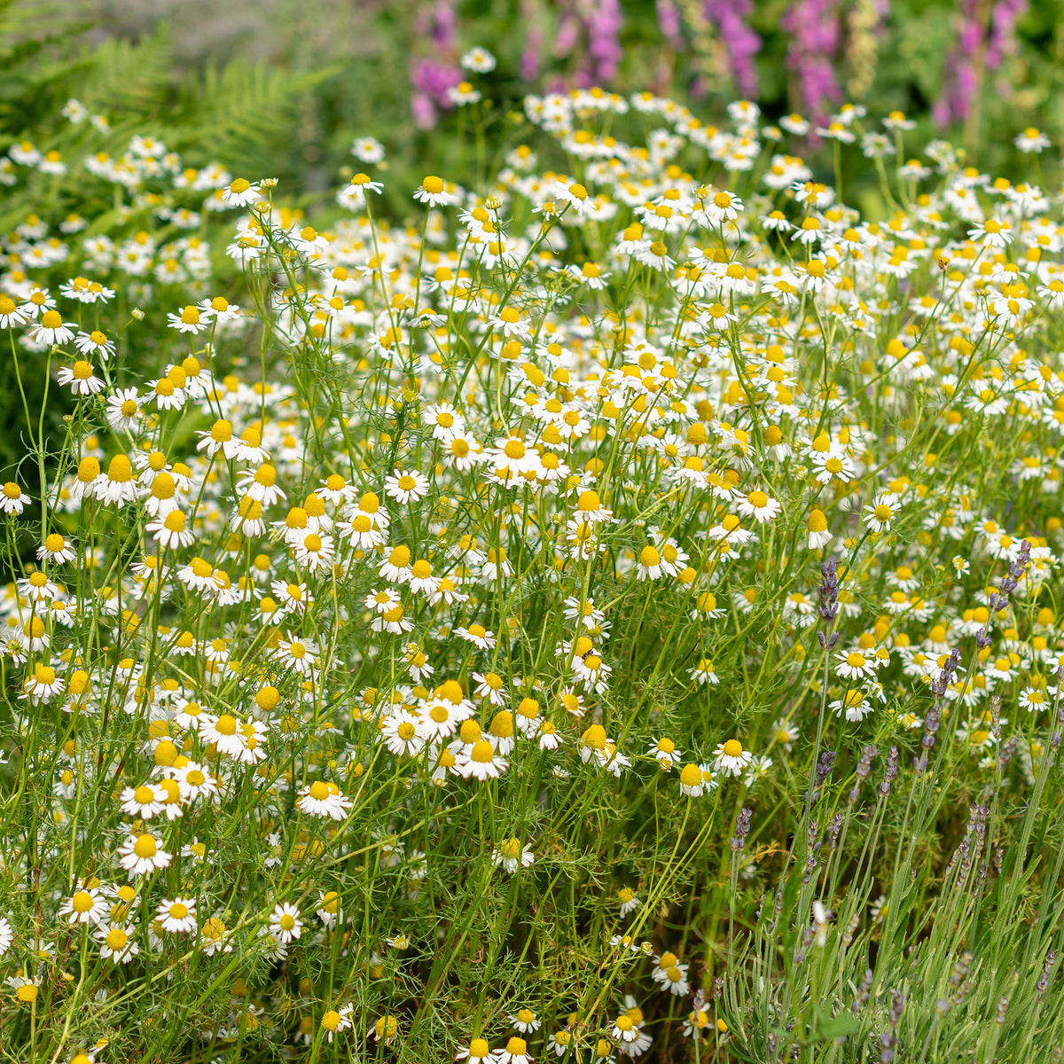 Camomille Allemande Bio - Matricaria recutita - Willemse