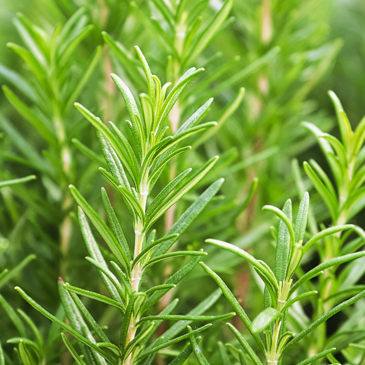 Romarin - Salvia rosmarinus - Willemse