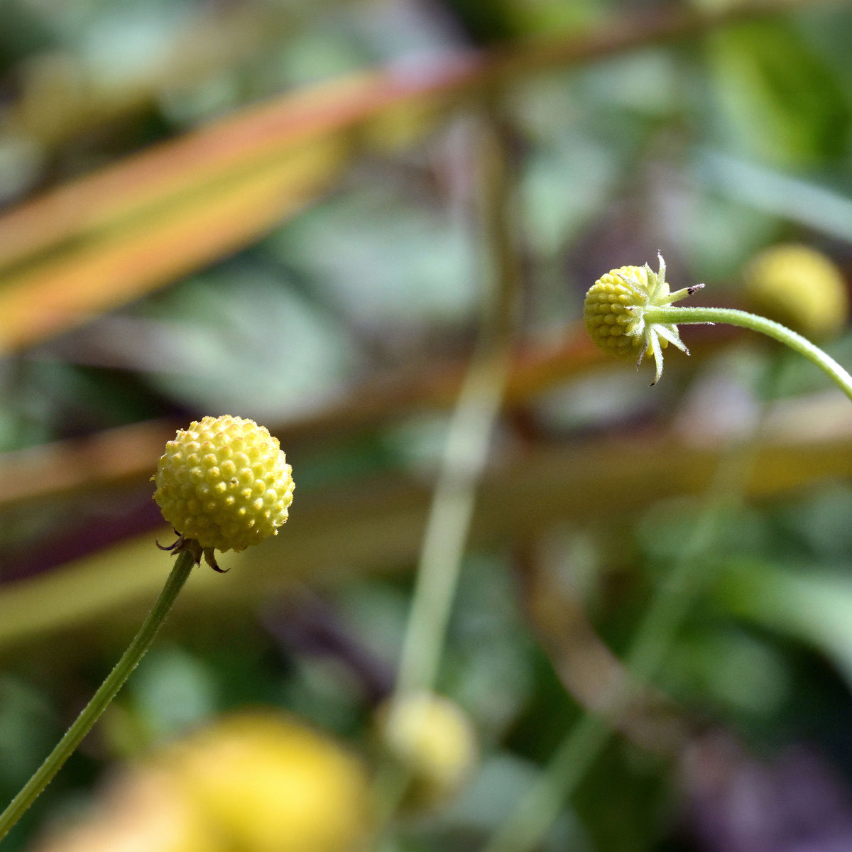 Cephalophora odorant Pineapples - Cephalophora aromatica - Willemse