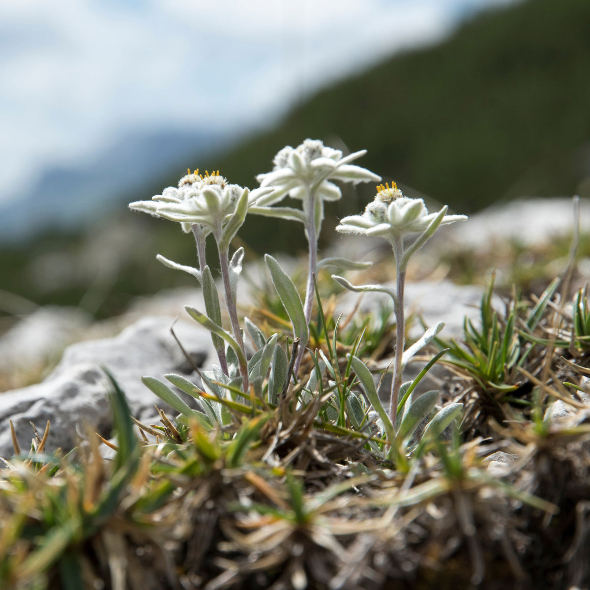 Edelweiss vivace - Leontopodium alpinum - Willemse