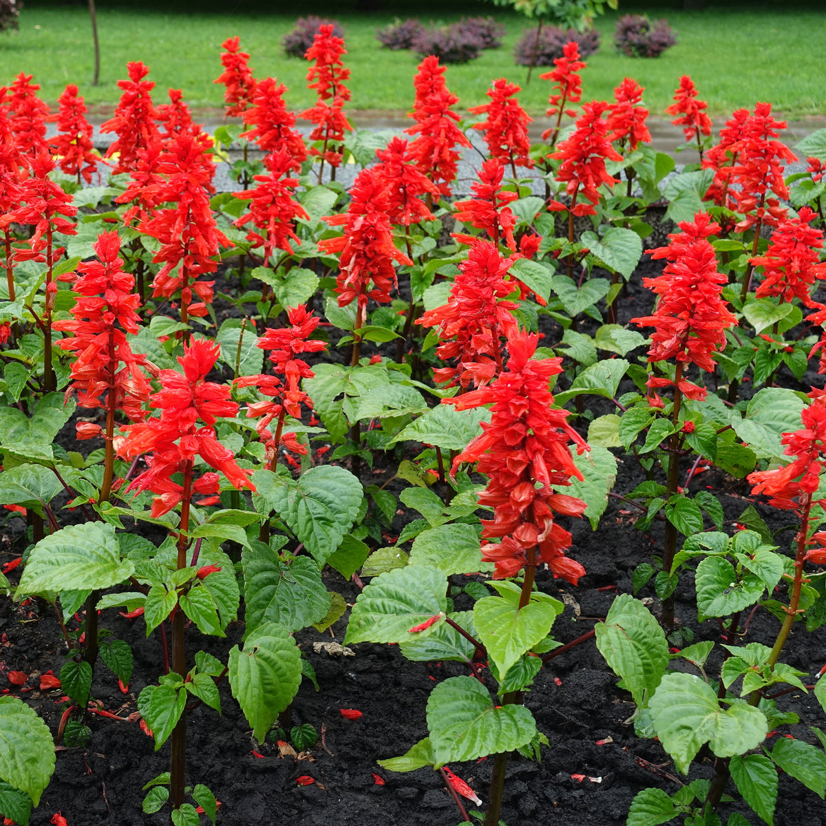 Sauge éclatante Feu de St Jean - Salvia splendens - Willemse