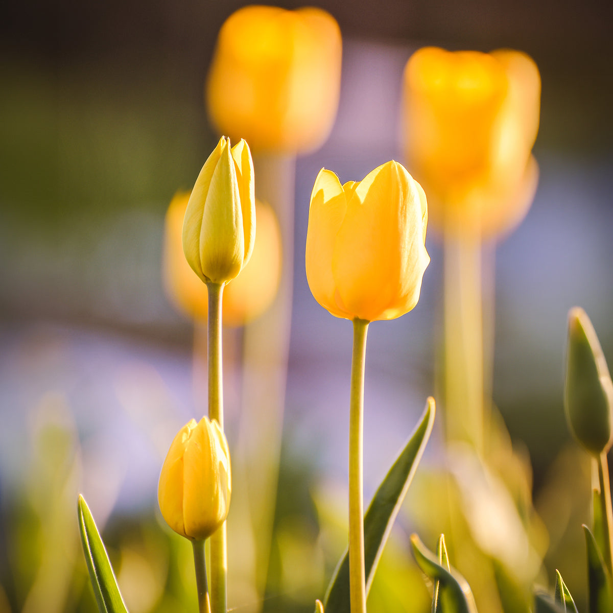 5 Tulipes longues tiges jaunes - Tulipa - Willemse