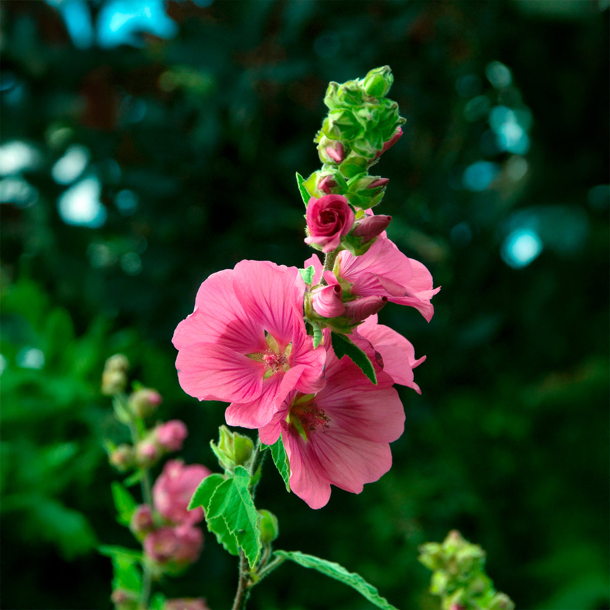 2 Lavatères - Lavatera - Willemse