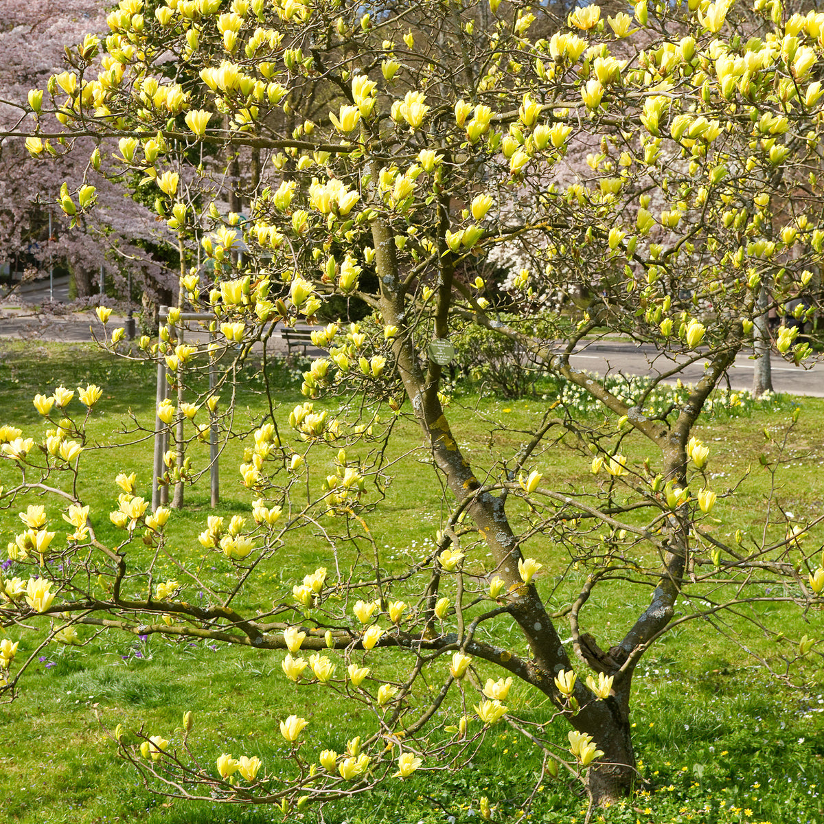 Magnolia Yellow Lantern - Magnolia Yellow Lantern - Willemse