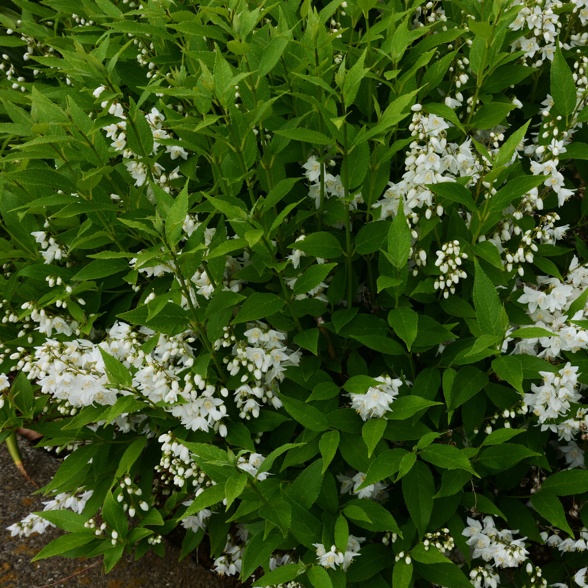 Deutzia pulchra - Deutzia pulchra - Willemse