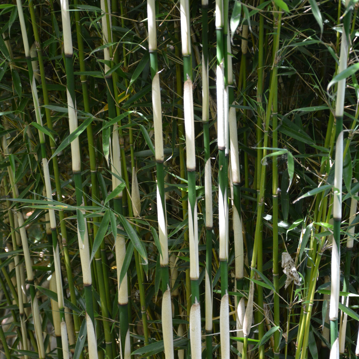 Bambou fargesia Campbell non-traçant - Fargesia robusta Campbell - Willemse