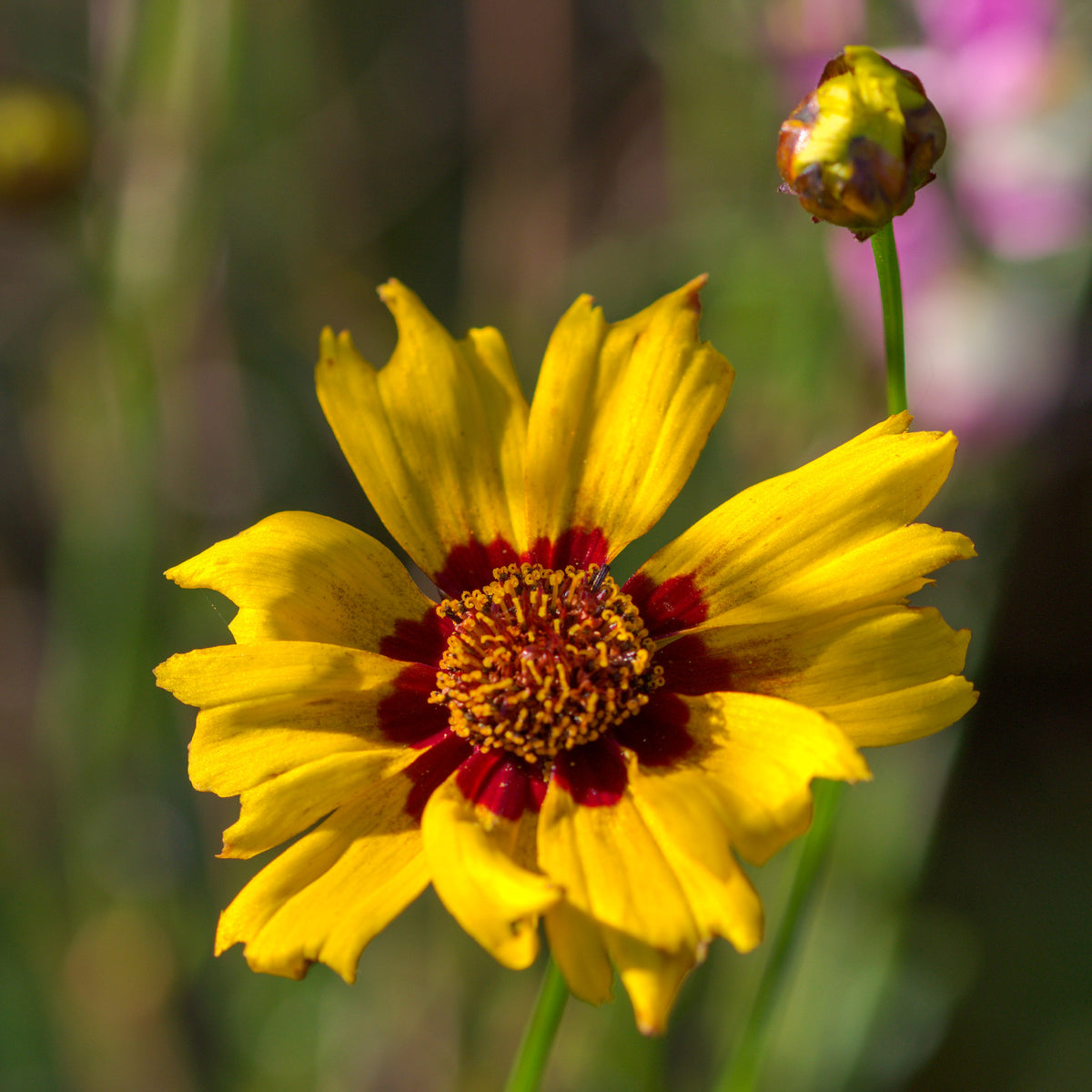 Coreopsis - Oeil de jeune fille - Coreopsis lanceolata Sterntaler - Willemse