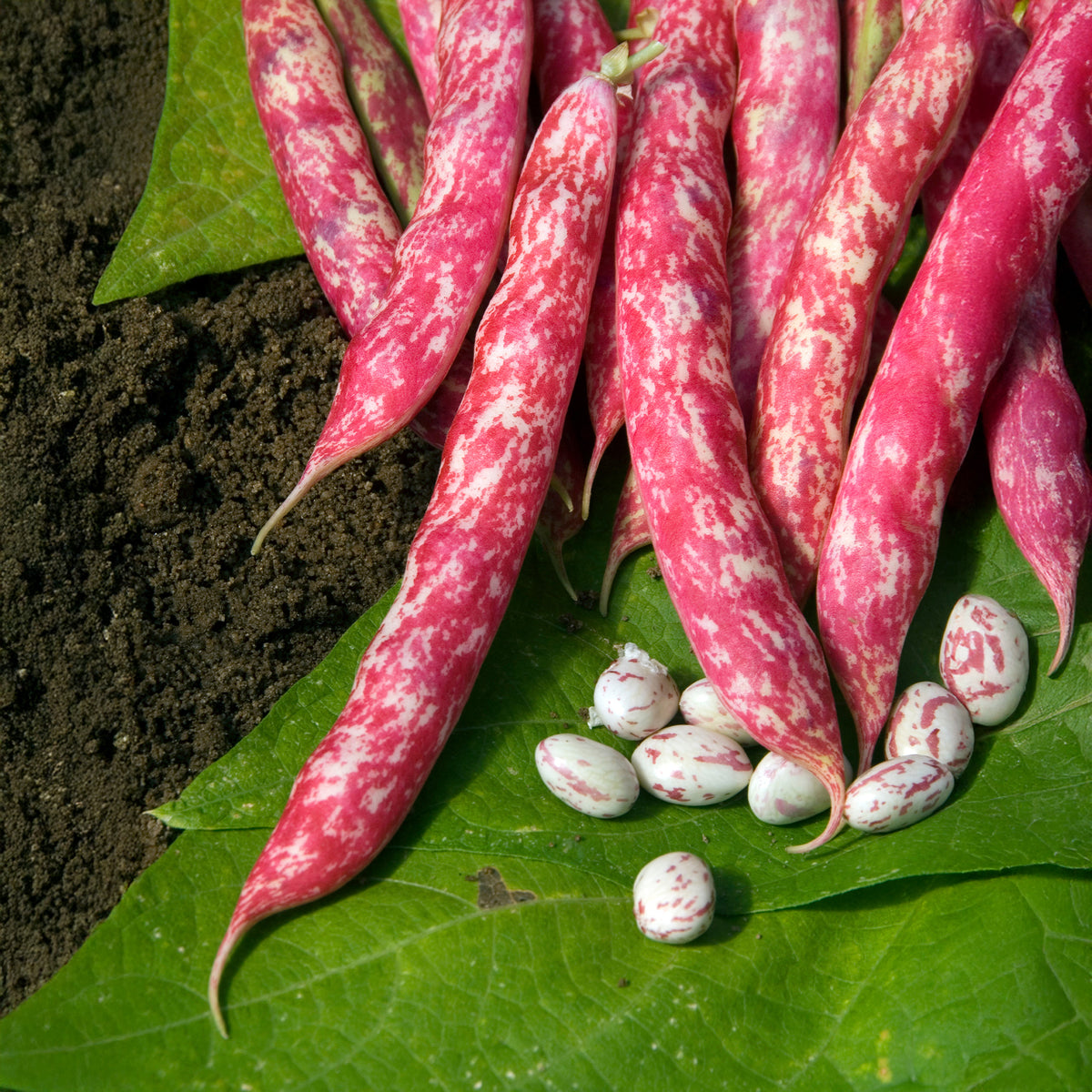 Haricot nain Flambo - Phaseolus vulgaris nain flambo (obtention clause) - Willemse