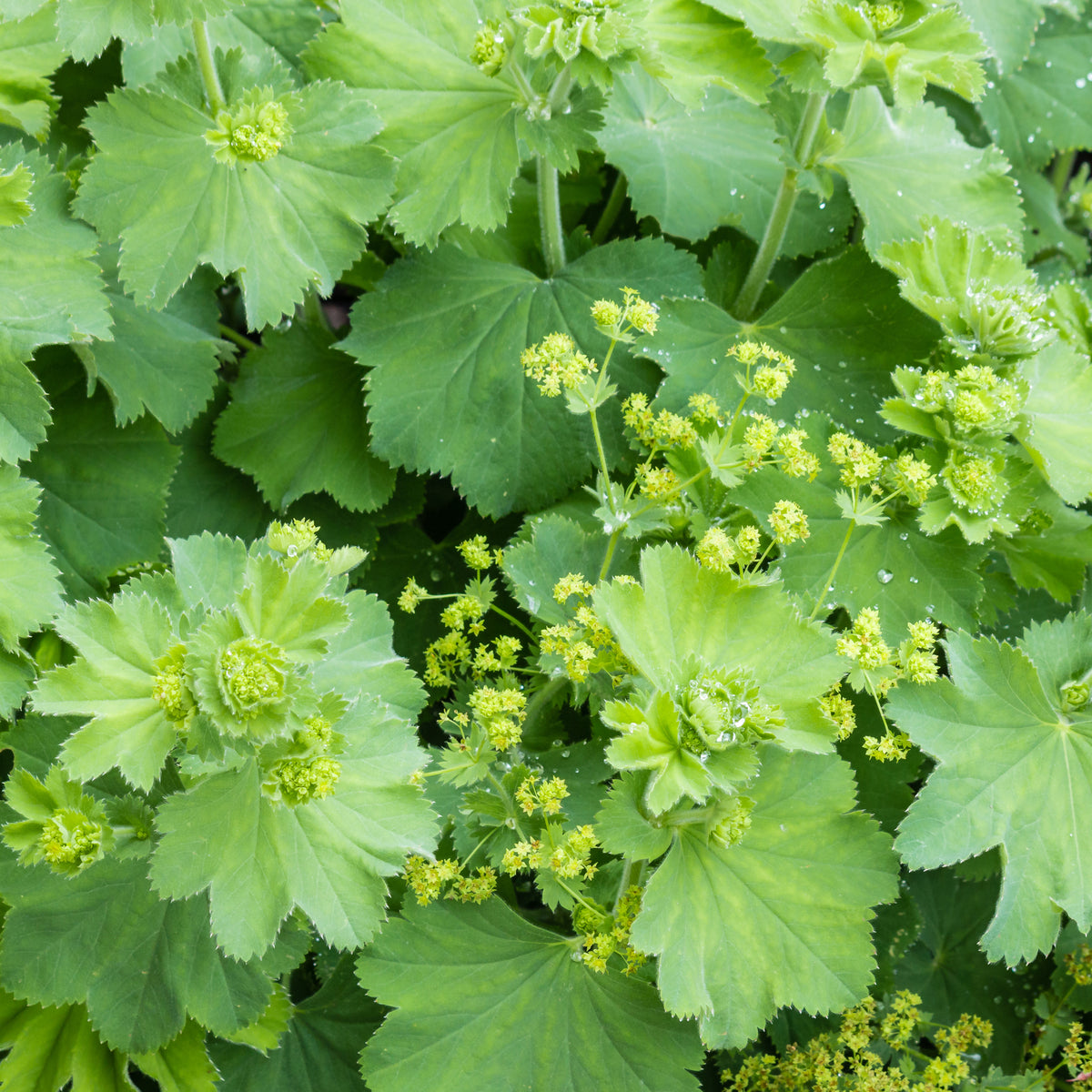 Alchemille vulgaris - Alchemilla vulgaris - Willemse
