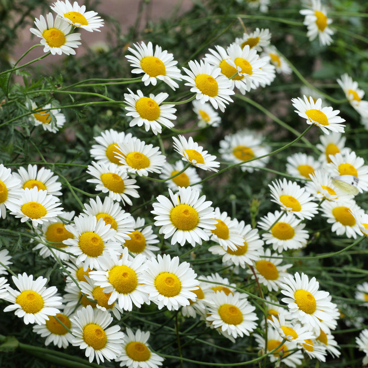 Camomille des teinturiers Sauce Hollandaise - Anthemis x hybrida Sauce Hollandaise - Willemse