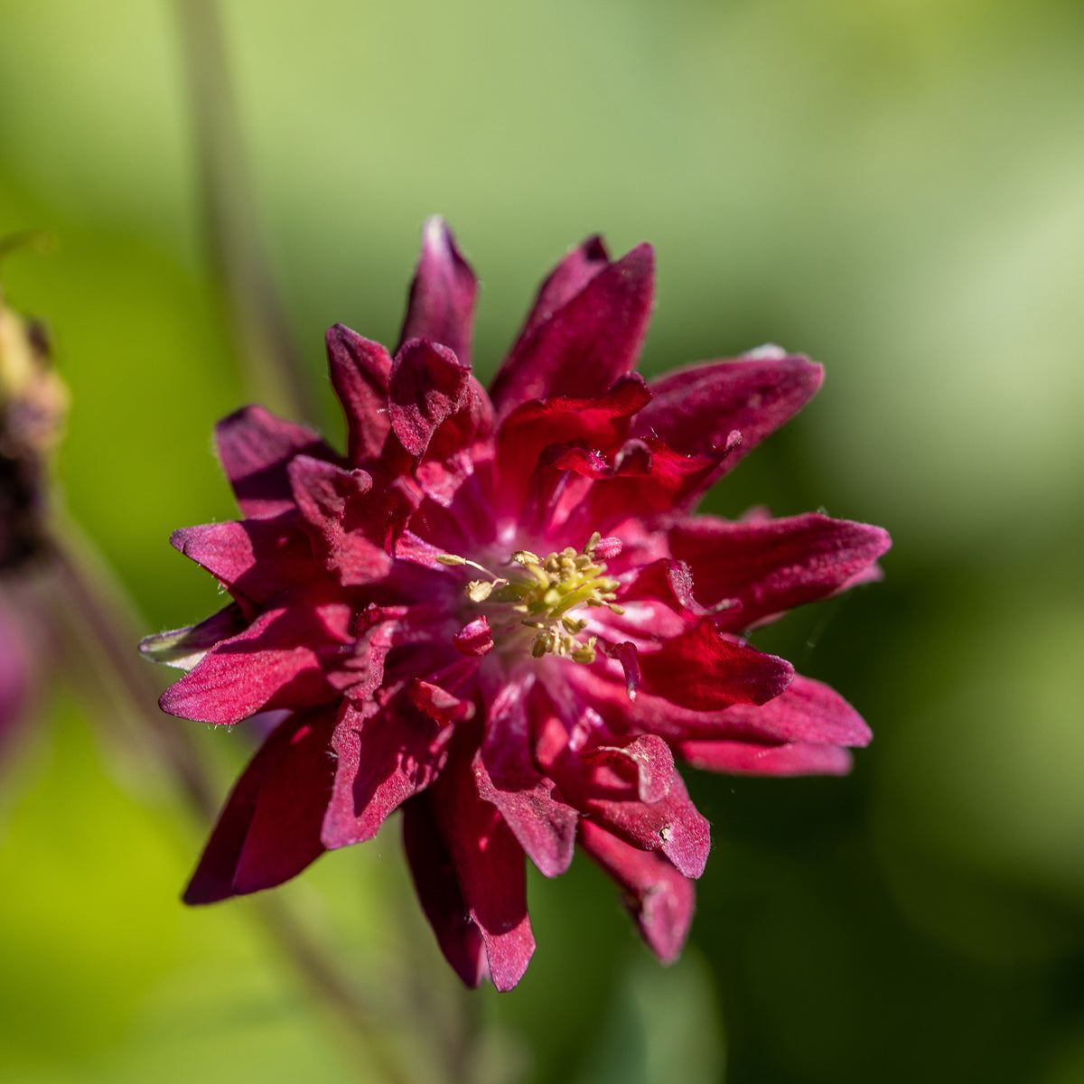 Ancolie vulgaris Ruby Port - Aquilegia vulgaris ruby port - Willemse