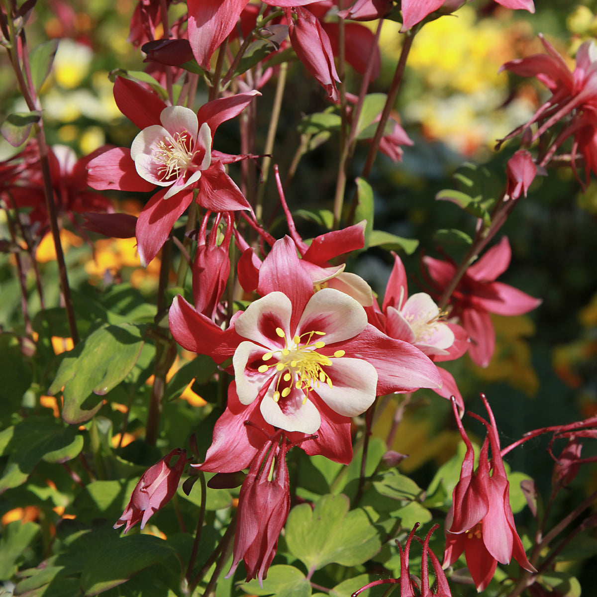 Ancolie Crimson Star - Aquilegia crimson star - Willemse