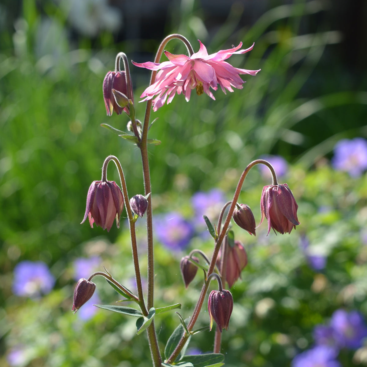 Ancolie des jardins Barlow Rose - Aquilegia vulgaris Rose Barlow - Willemse
