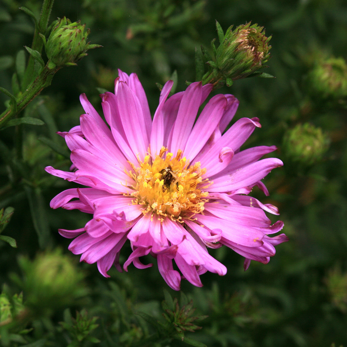 Aster nain Herbstgruss vom Bresrhof - Aster dumosus Herbstgruss vom Bresserhof - Willemse